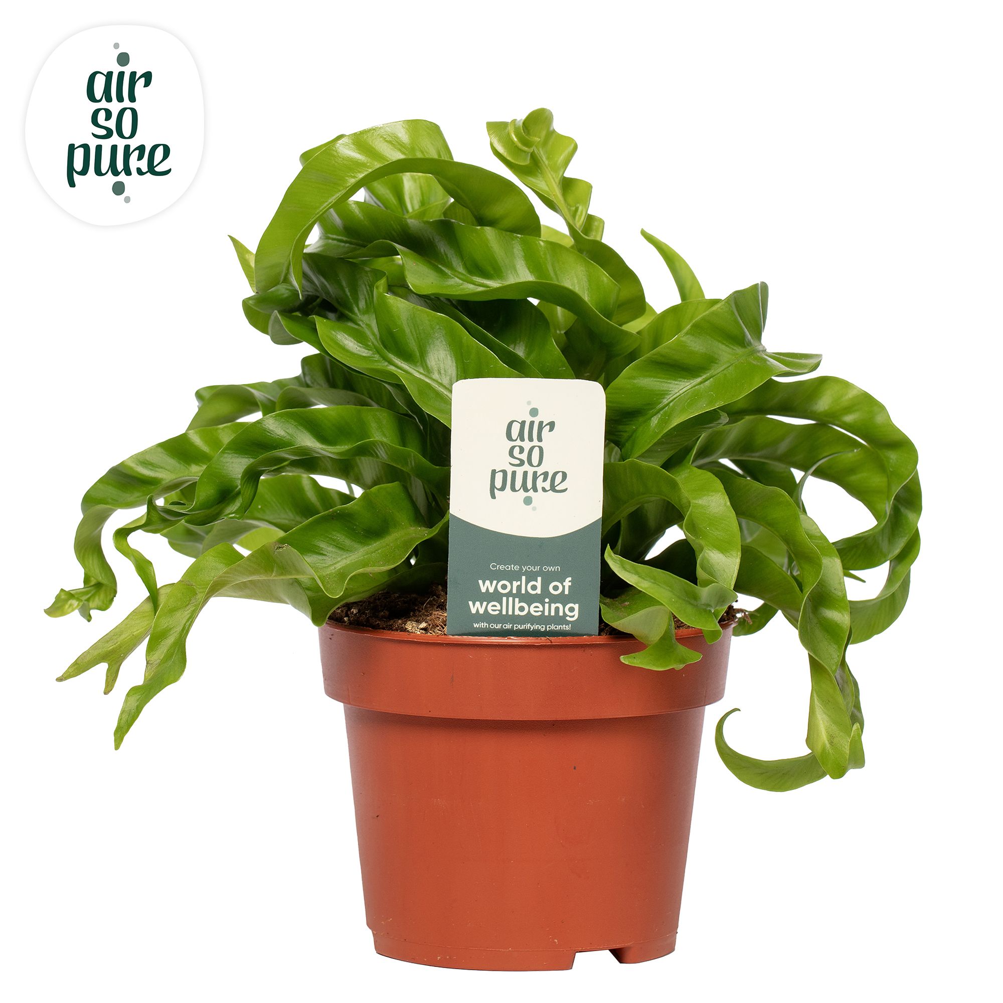 Asplenium Hurricane - Air So Pure, D 12