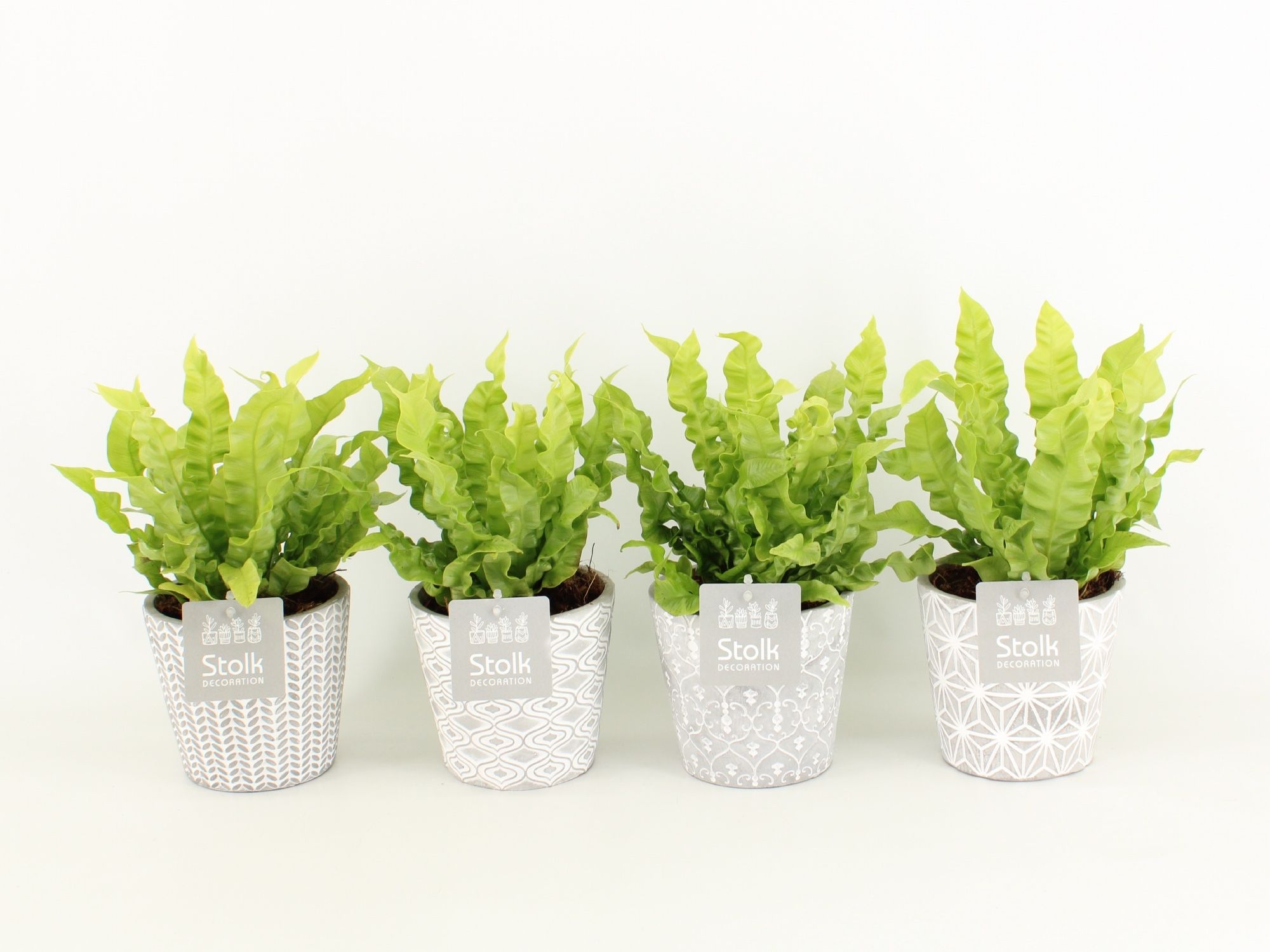 Asplenium Crispy Wave in Star pot, D 13