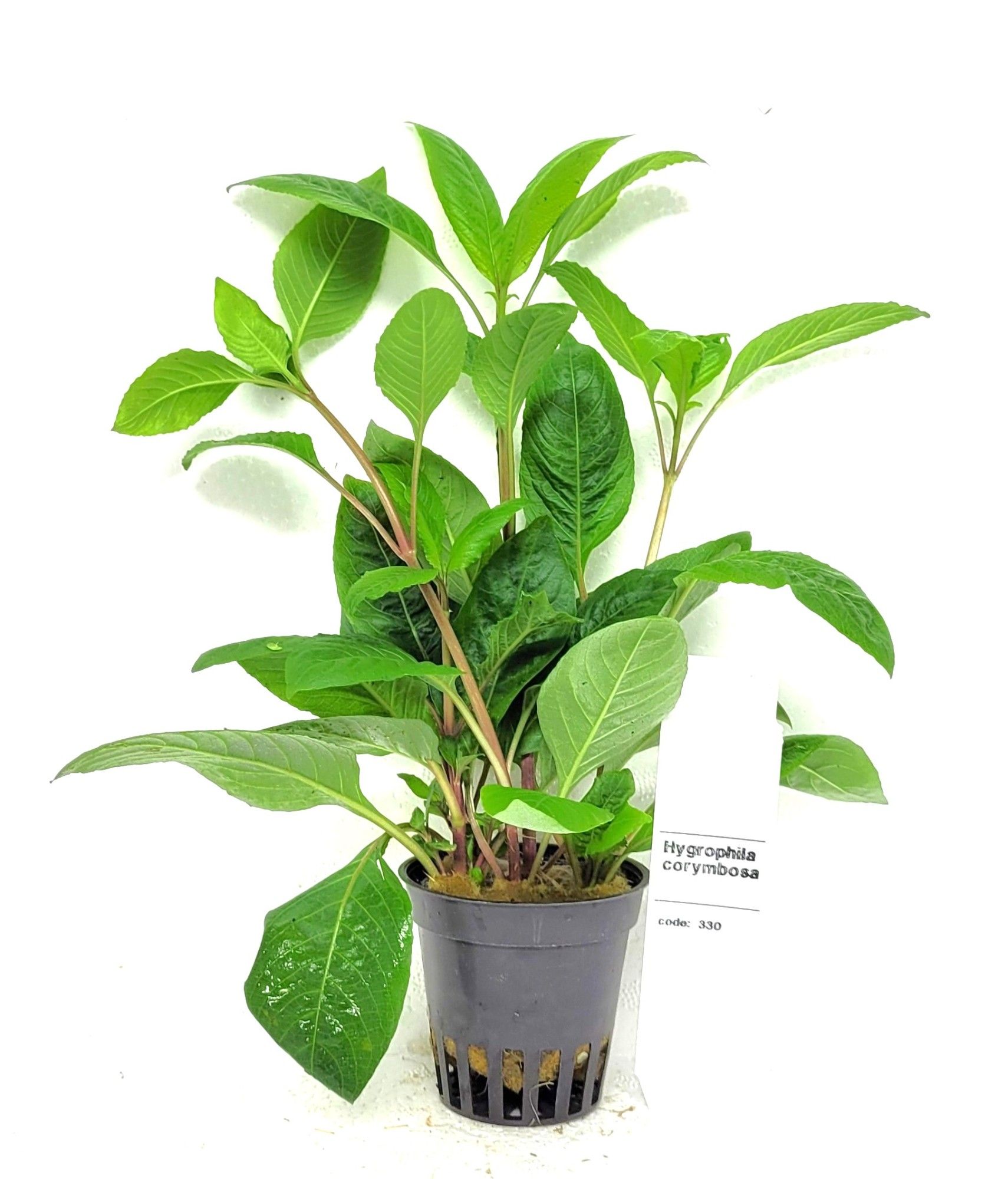 Nomaphila stricta, D 5