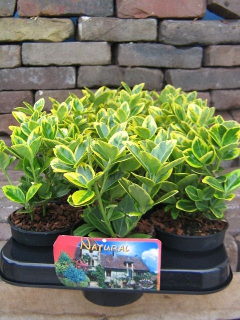 Euonymus Marieke, D 9