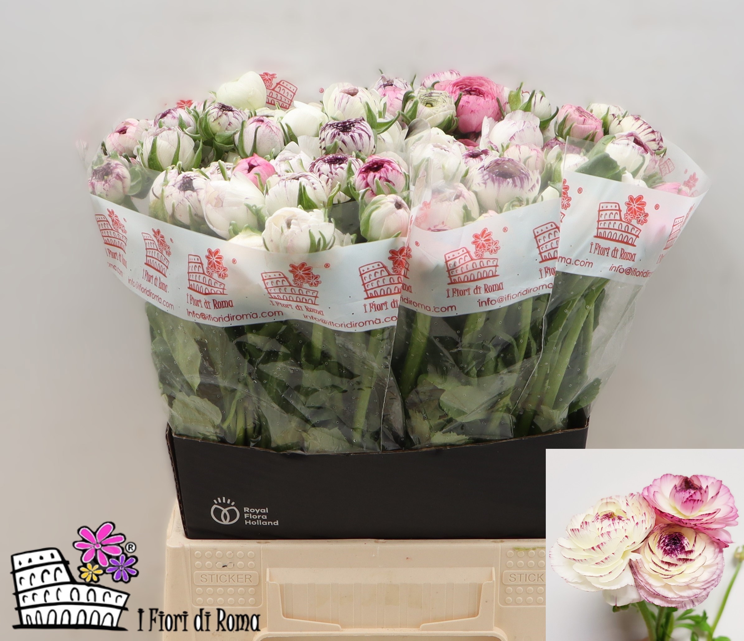 Ранункулус Элеганс Вайт Страйпс 45, шт.