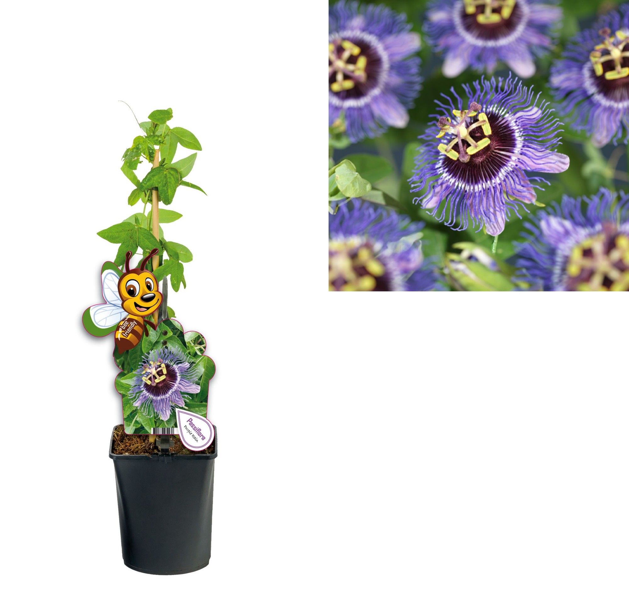 Passiflora 'Purple Rain' +bee label, D 11