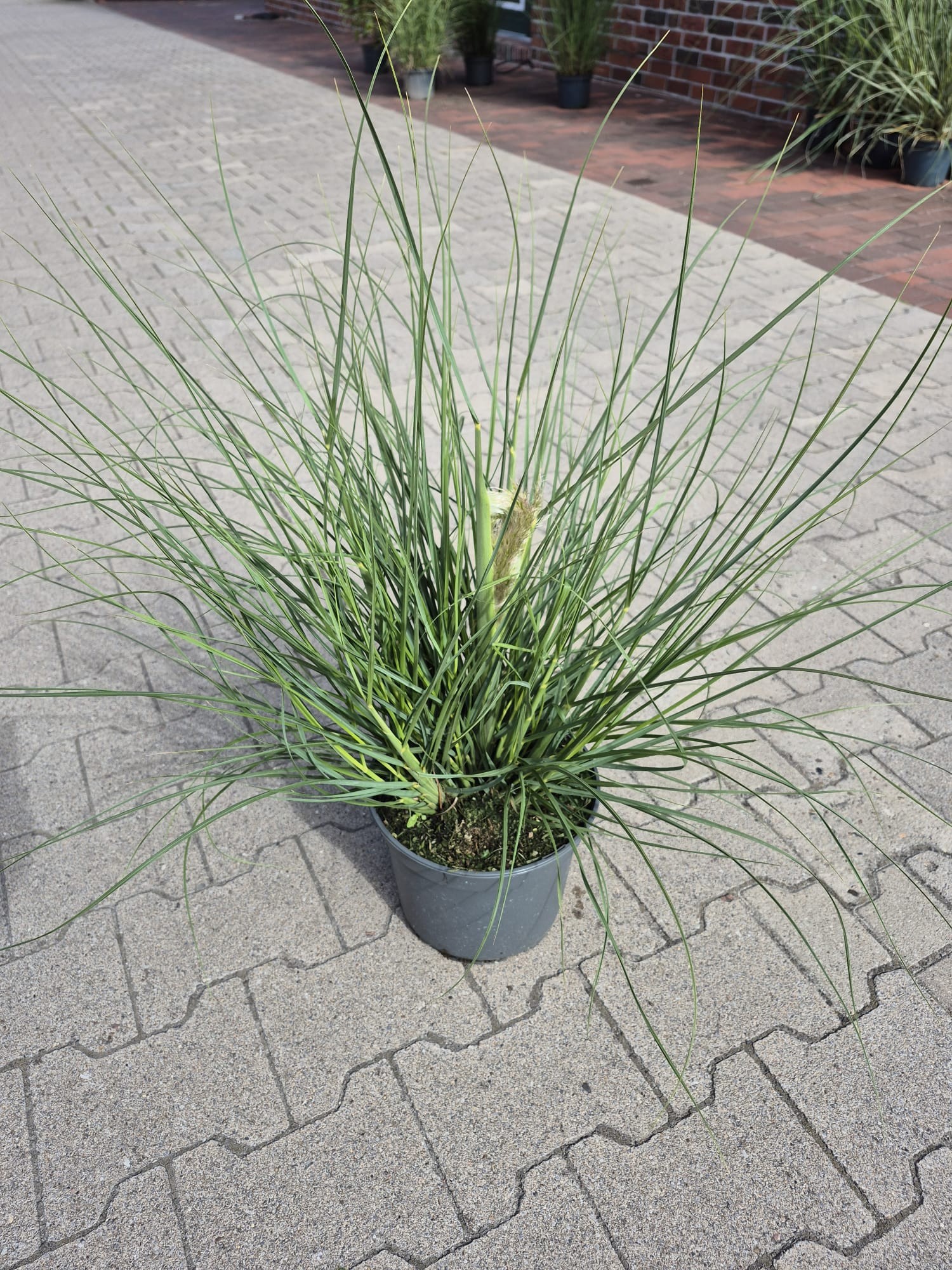 Cortaderia sel. 'Tiny Pampa', D 23