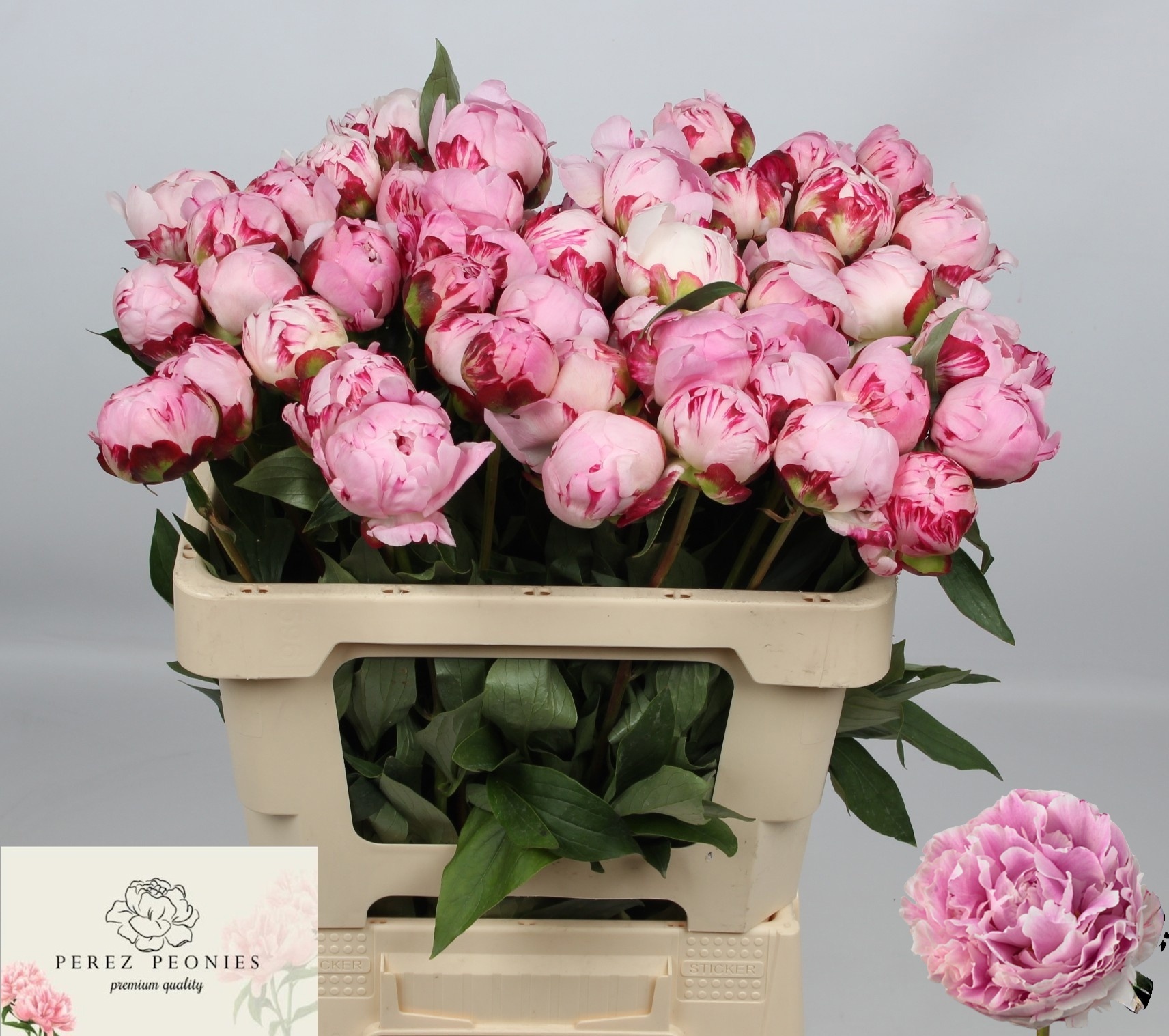 Пион Сара Бернар 55 (роз.), шт.