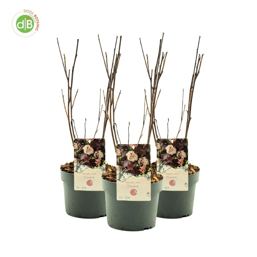 Physocarpus opulif. 'Diabolo', D 19