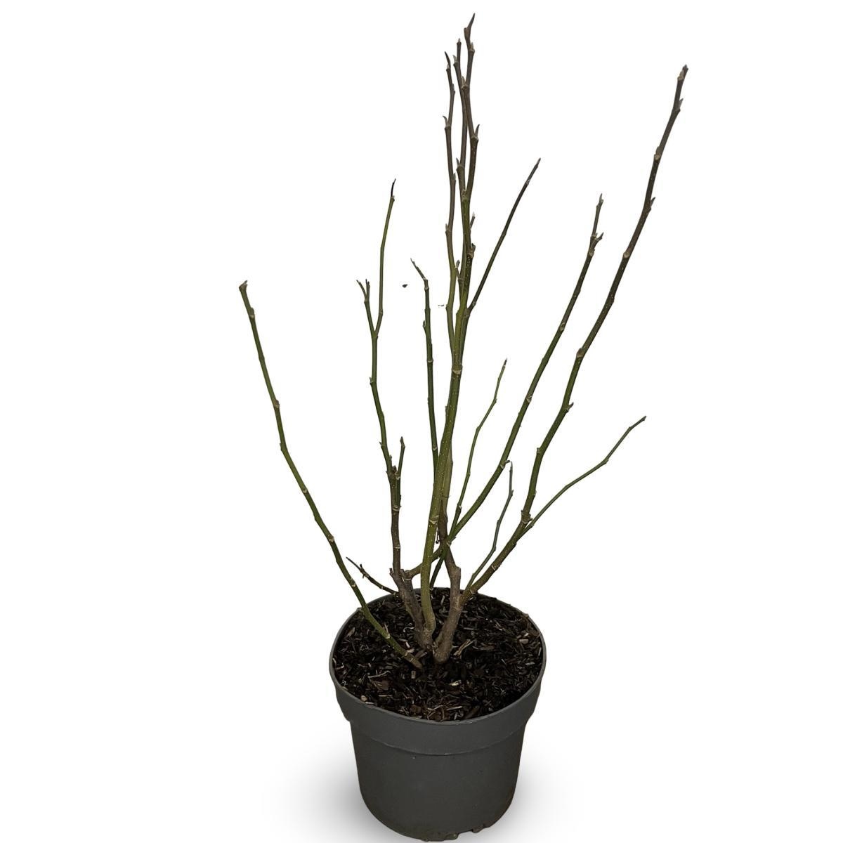 Magnolia 'Susan', D 21