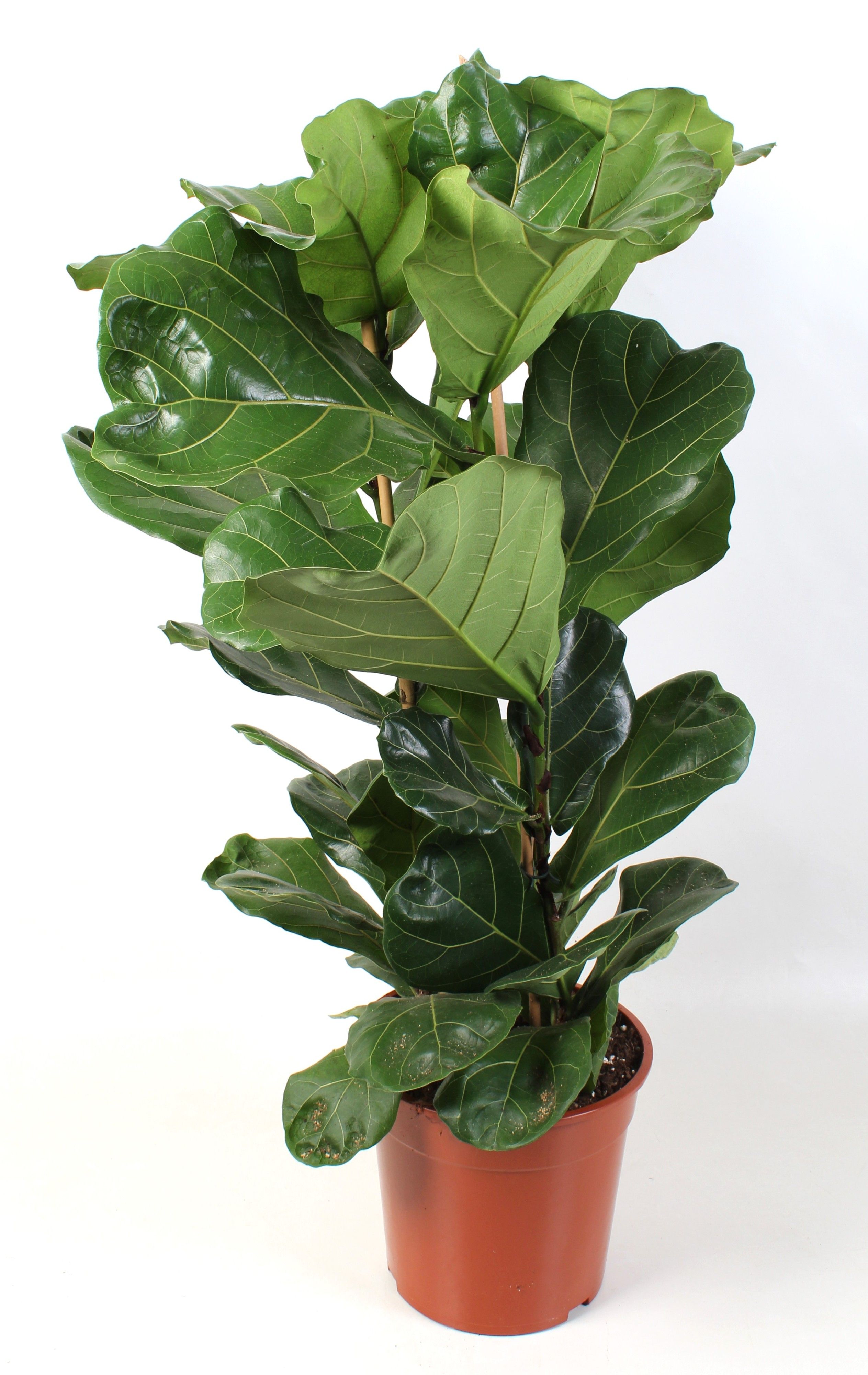 Ficus Lyrata pot 27 3-Toef, D 27