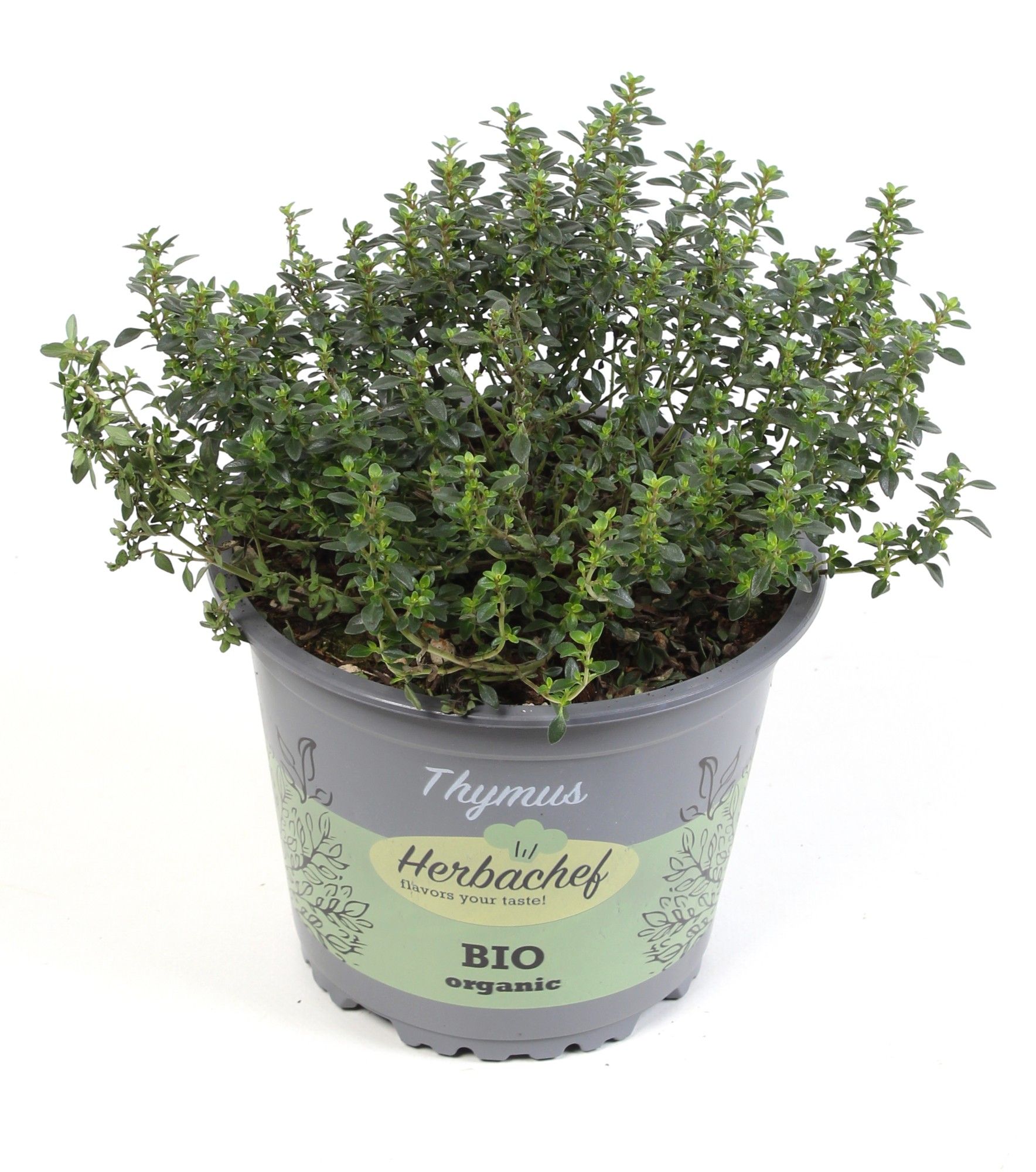 Herbachef BIO kruiden Thymus Faustini (stek), D 14