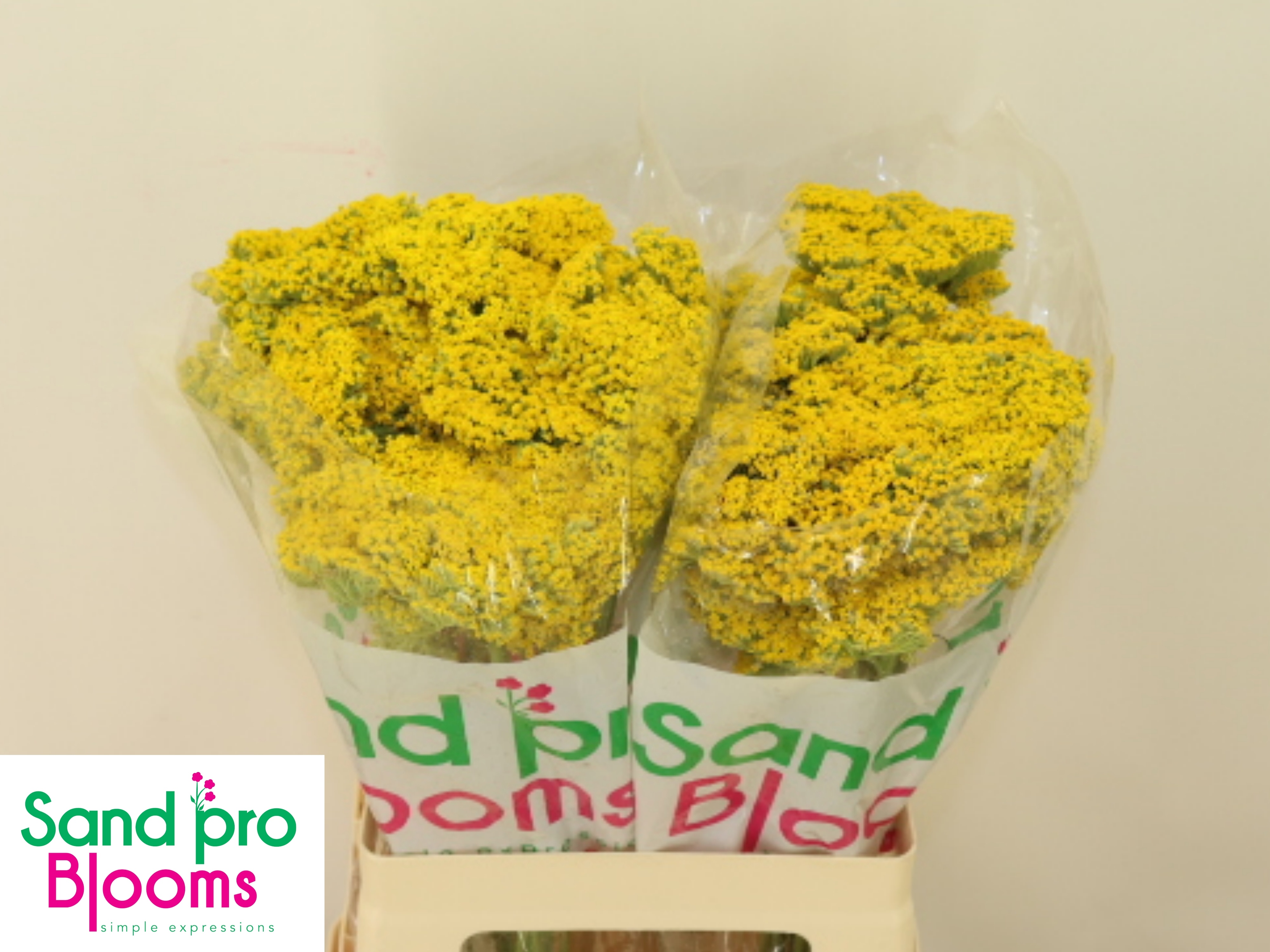 Ахиллея Паркер Вараети 60, шт.