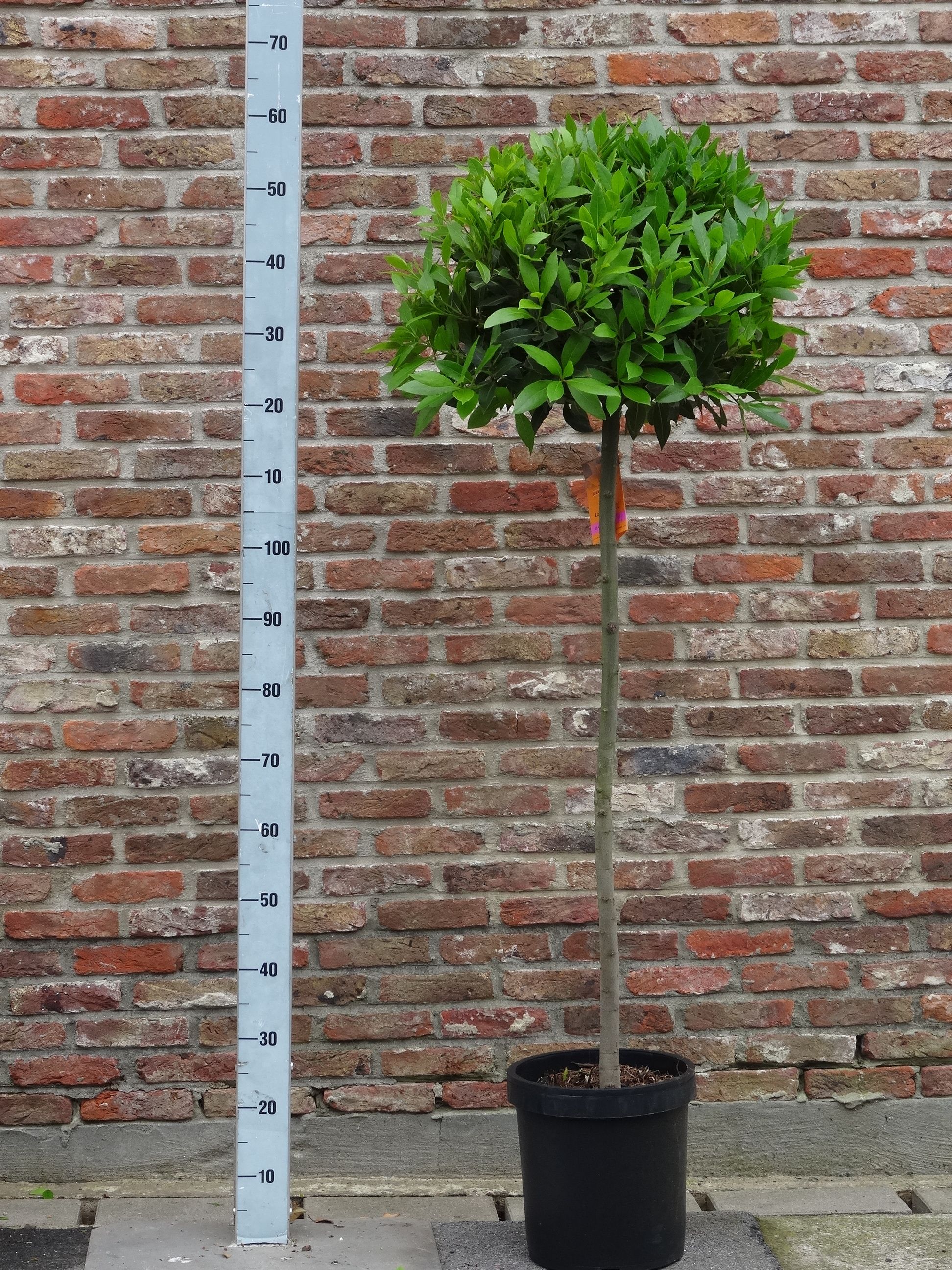 LAURUS NOBILIS BOL OP 4/4 STAM 45/50 P25, D 25