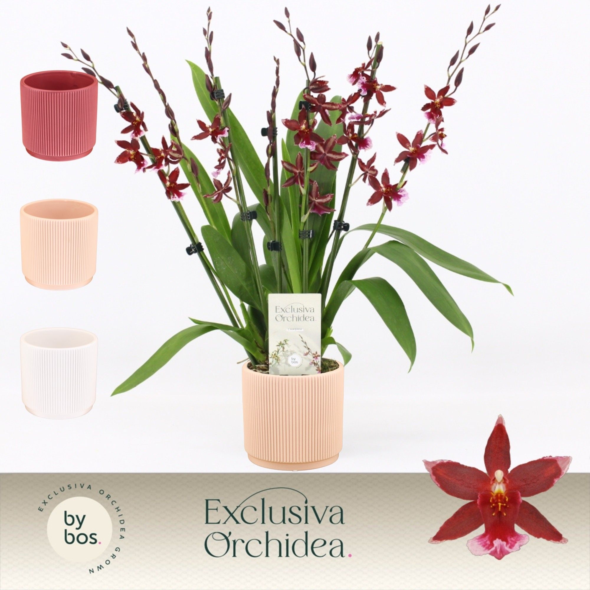 Barrocco Red, 7+ spike in Horizon Ribble 'Exclusiva Orchidea', D 12