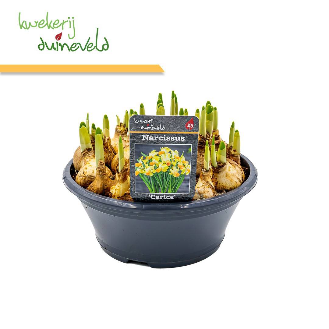 Narcis Carice P23, D 23 cm