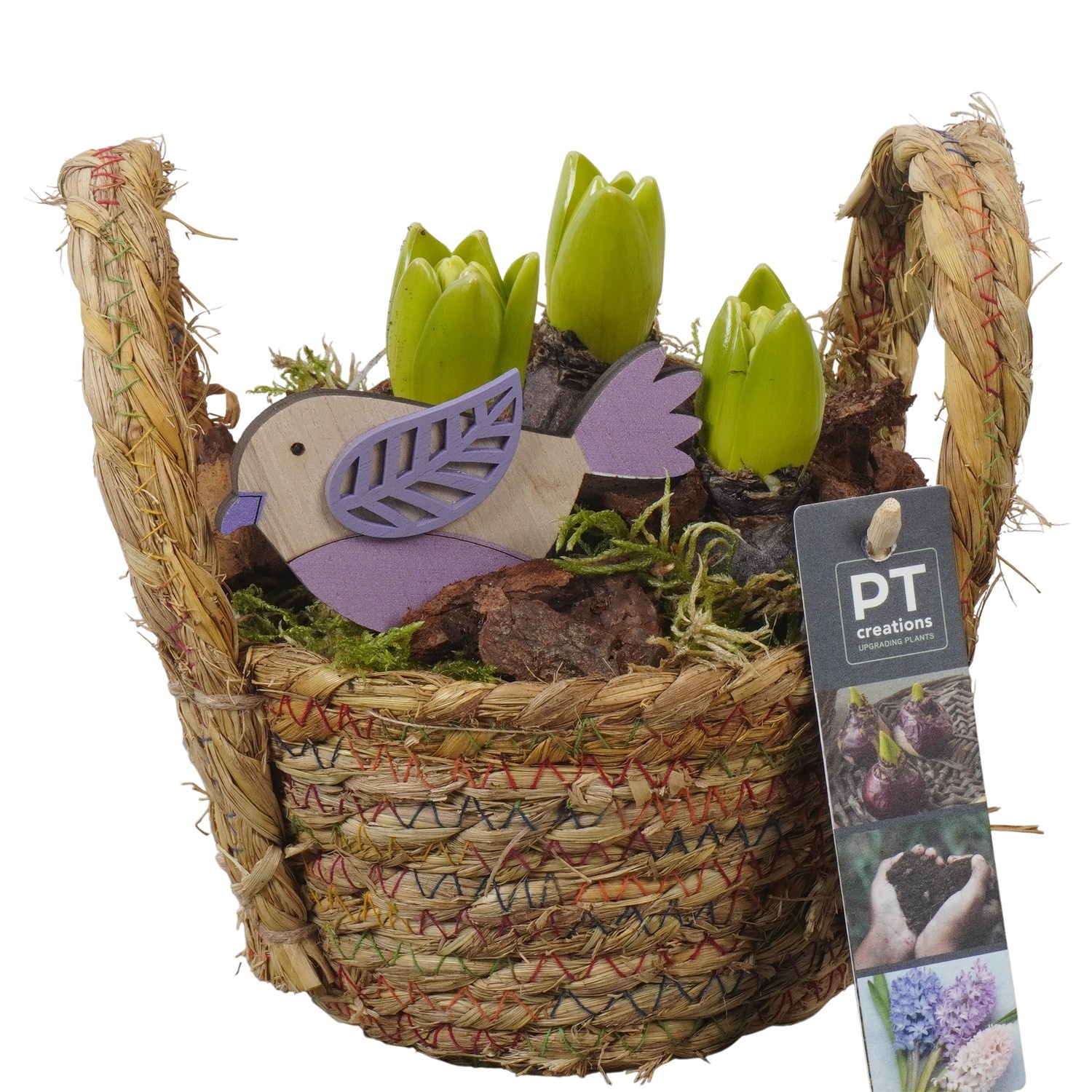 PTHC9155 Arrangement Hyacints in riet mand, D 15