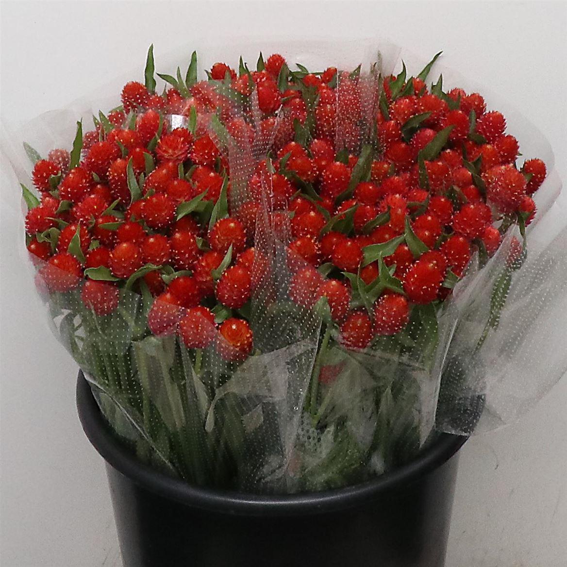 Гомфрена Строуберри 45, шт.