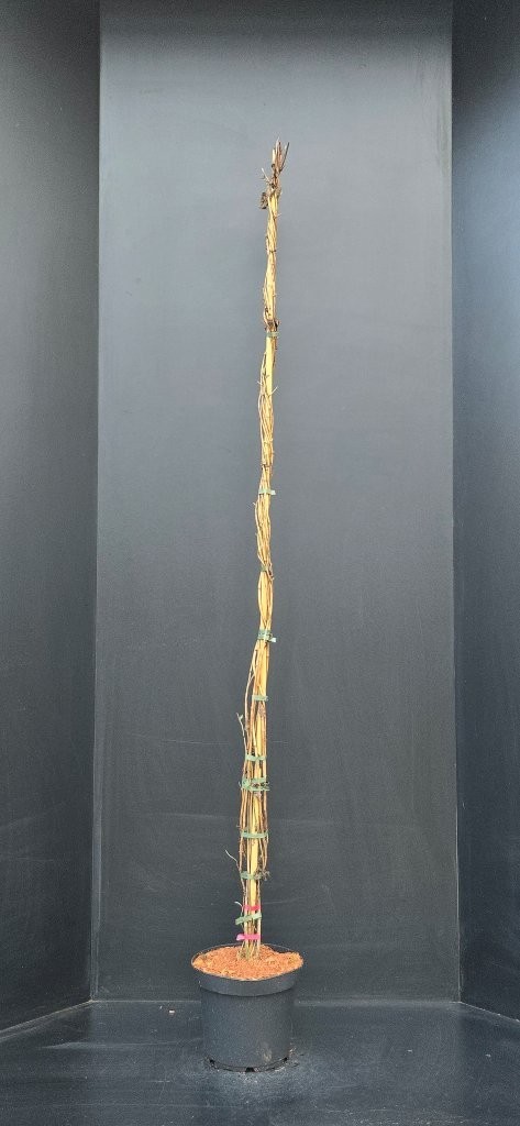 Lonicera japonica Hall's Prolific, D 26