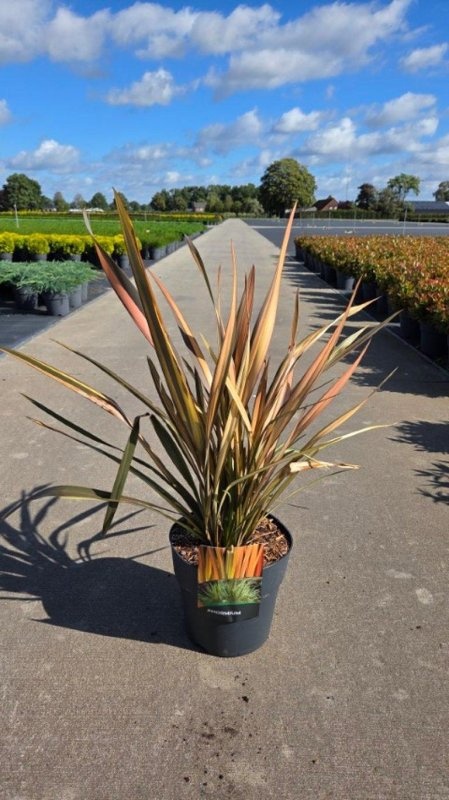 Phormium 'Bronze Baby', D 29