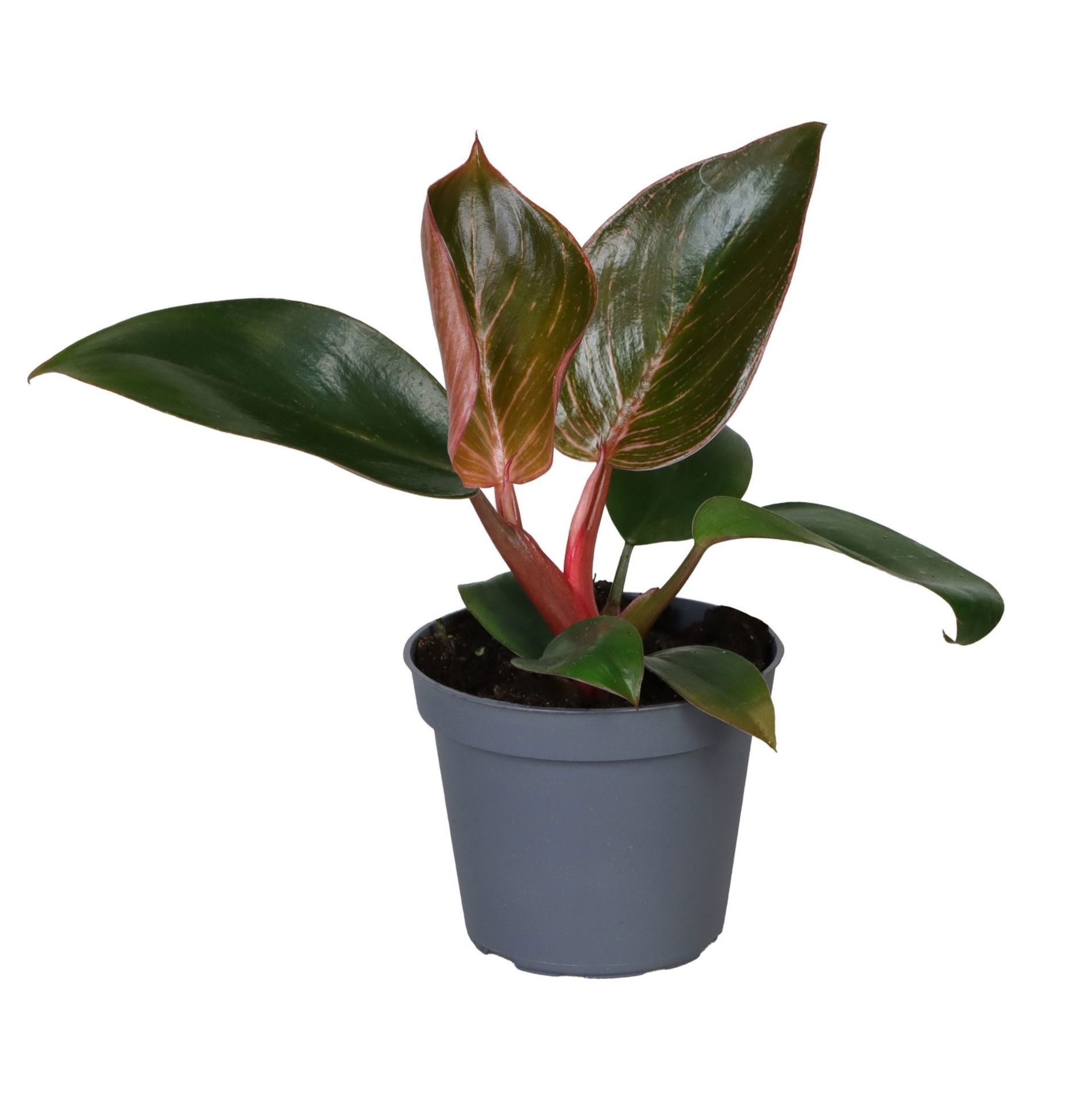 Philodendron Pink Bikini 6 cm, D 6