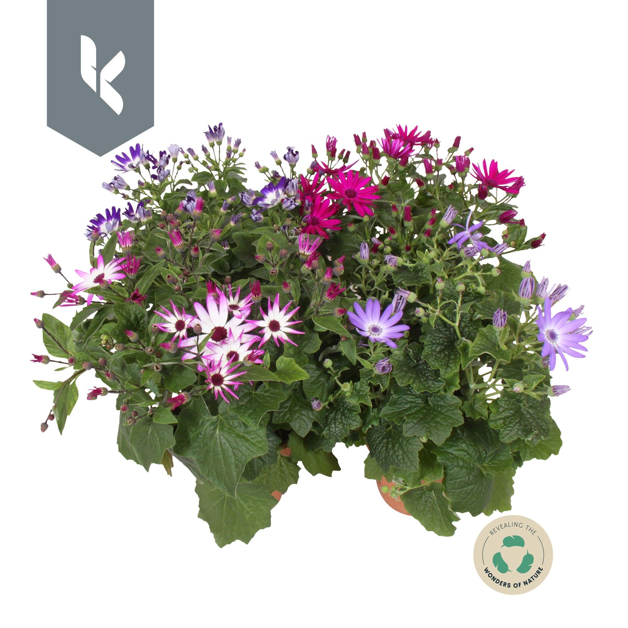 Senetti 15cm Mix Kar, D 15