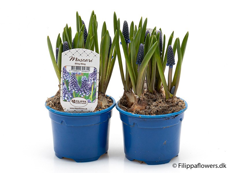 MUSCARI ARMENIACUM 'Bling Bling', D 9