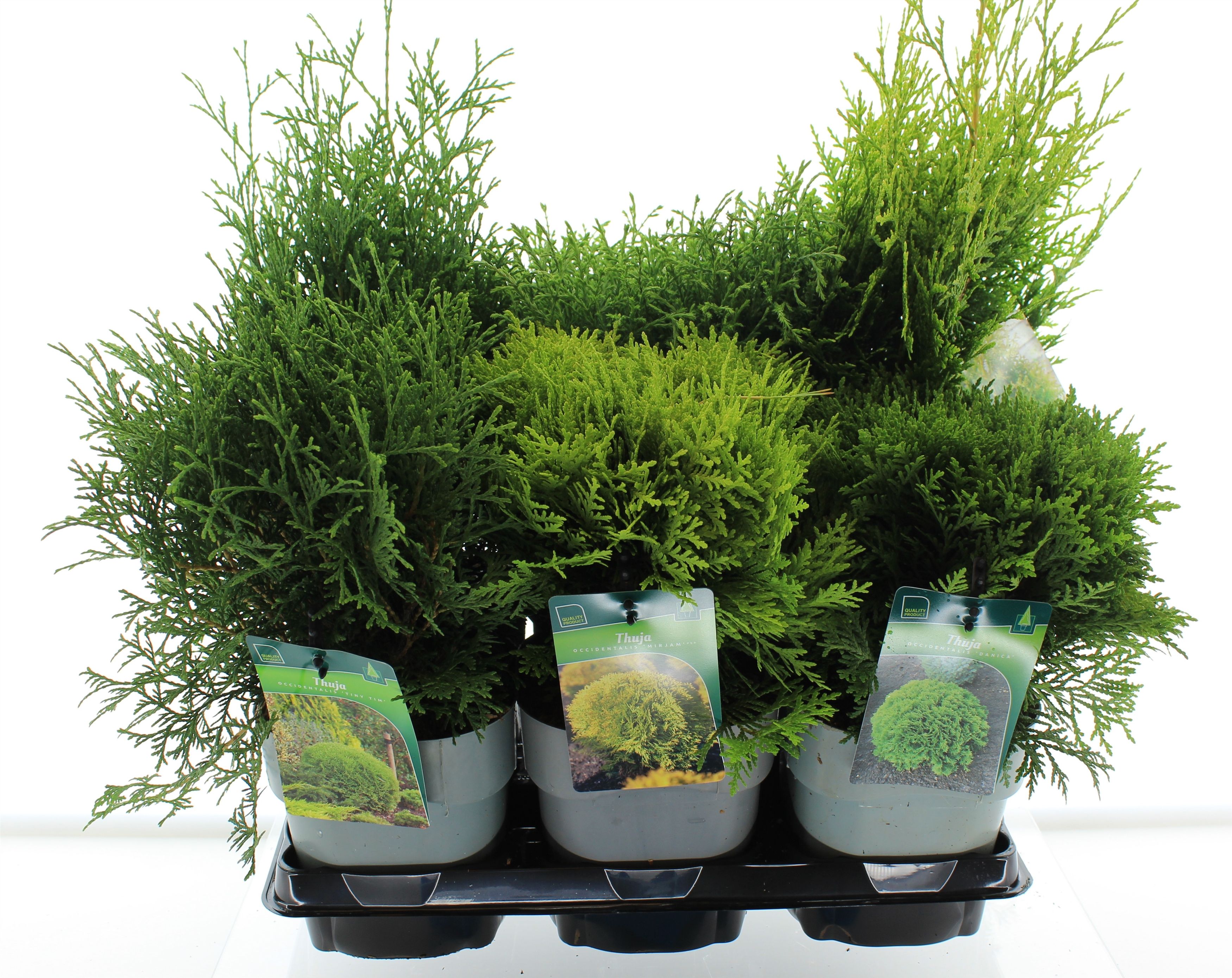 Thuja mix, D 17