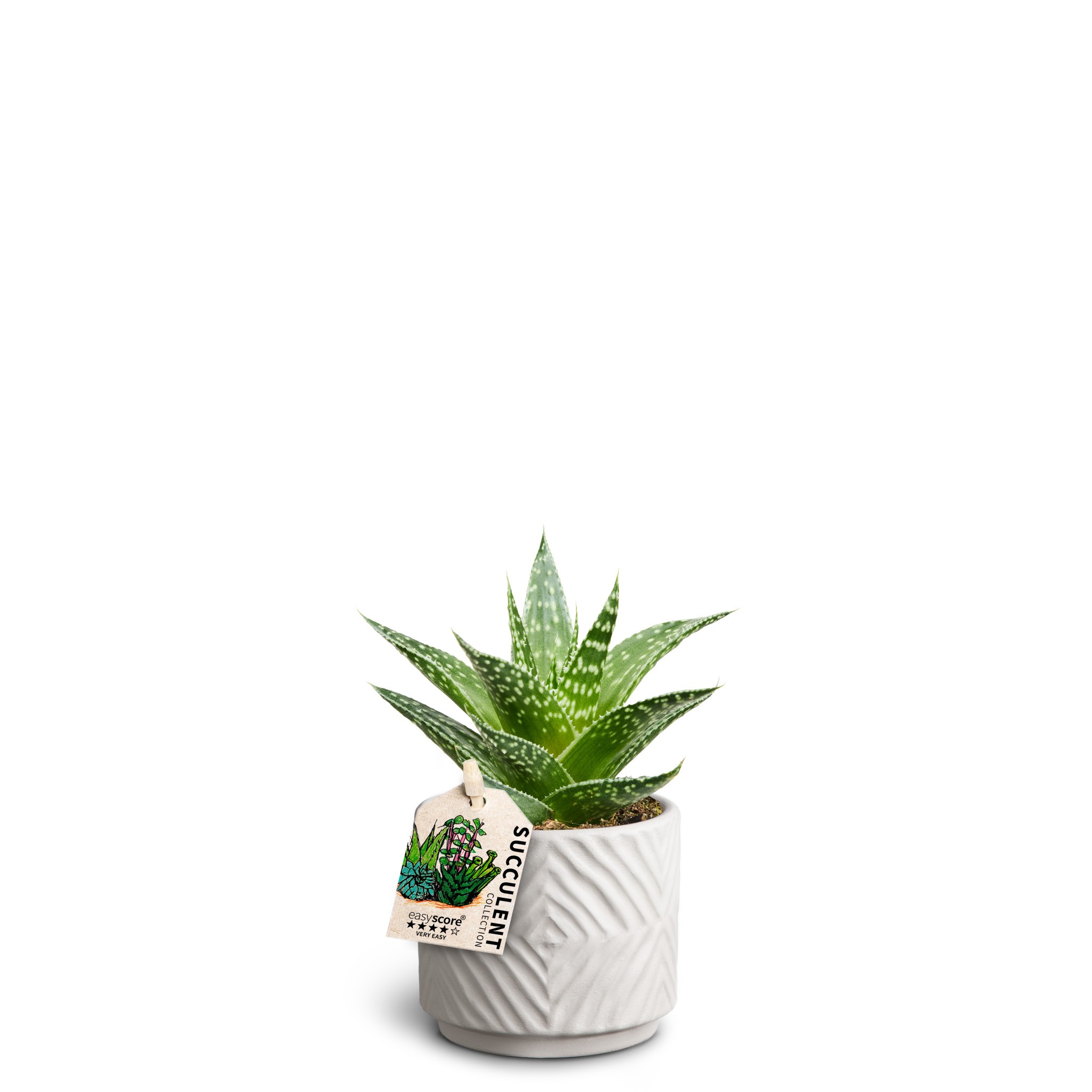 Dune Sand 'Gasteria Durban', D 7