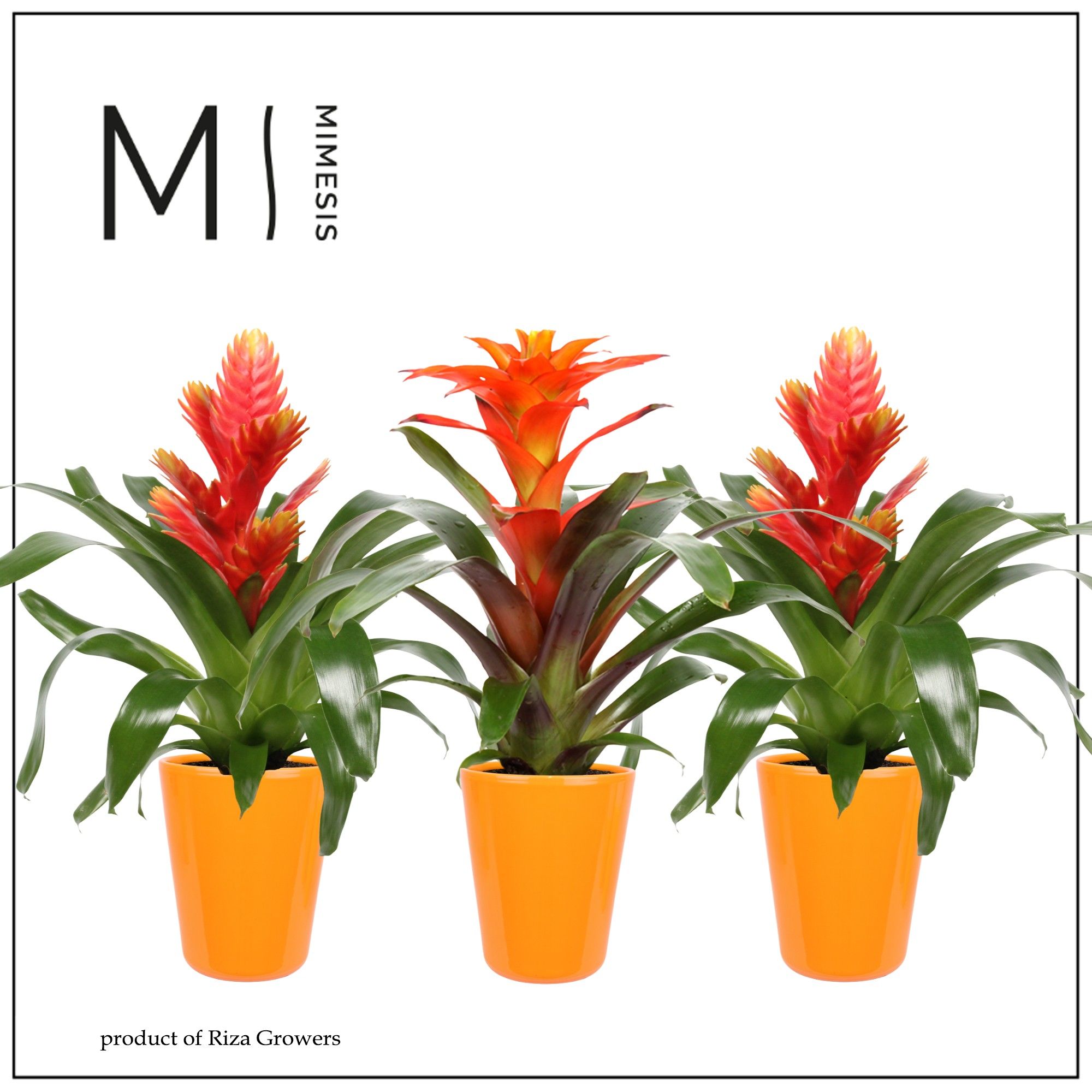 Bromelia Orange - 13cm in Florence | Mimesis, D 12
