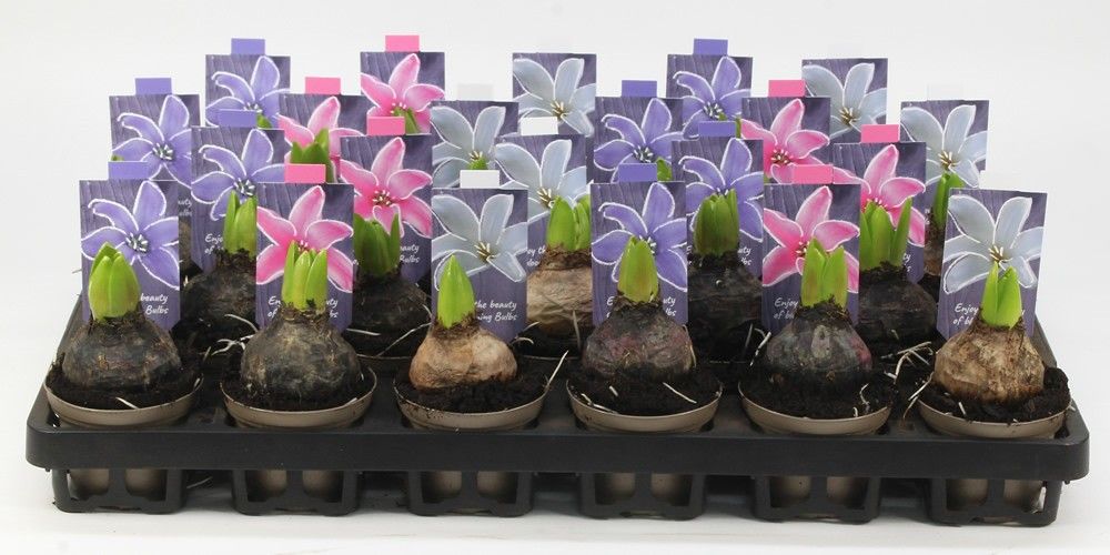 HYACINT MIX 08 Floratino, D 8