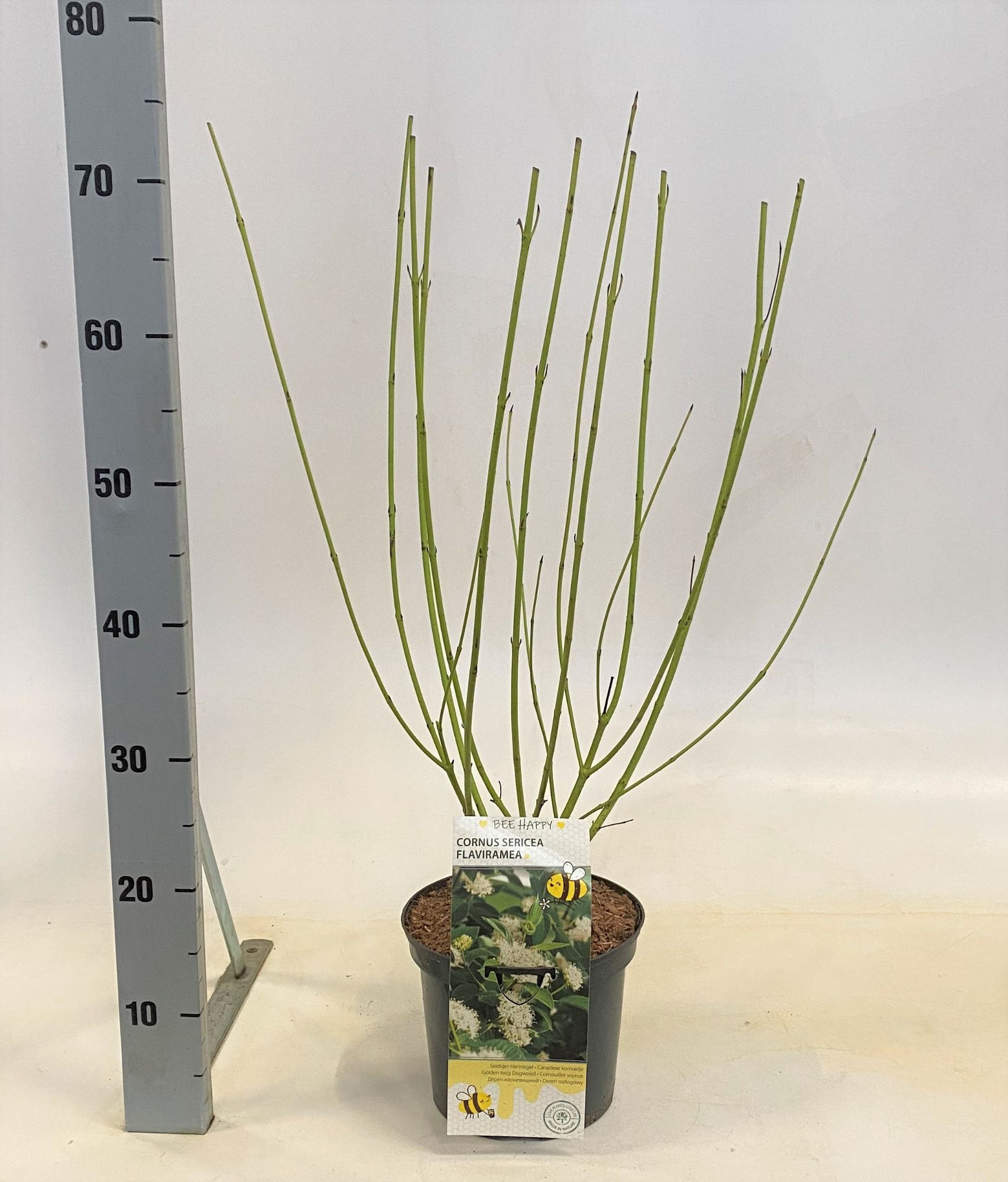 Cornus sericea 'Flaviramea', D 19