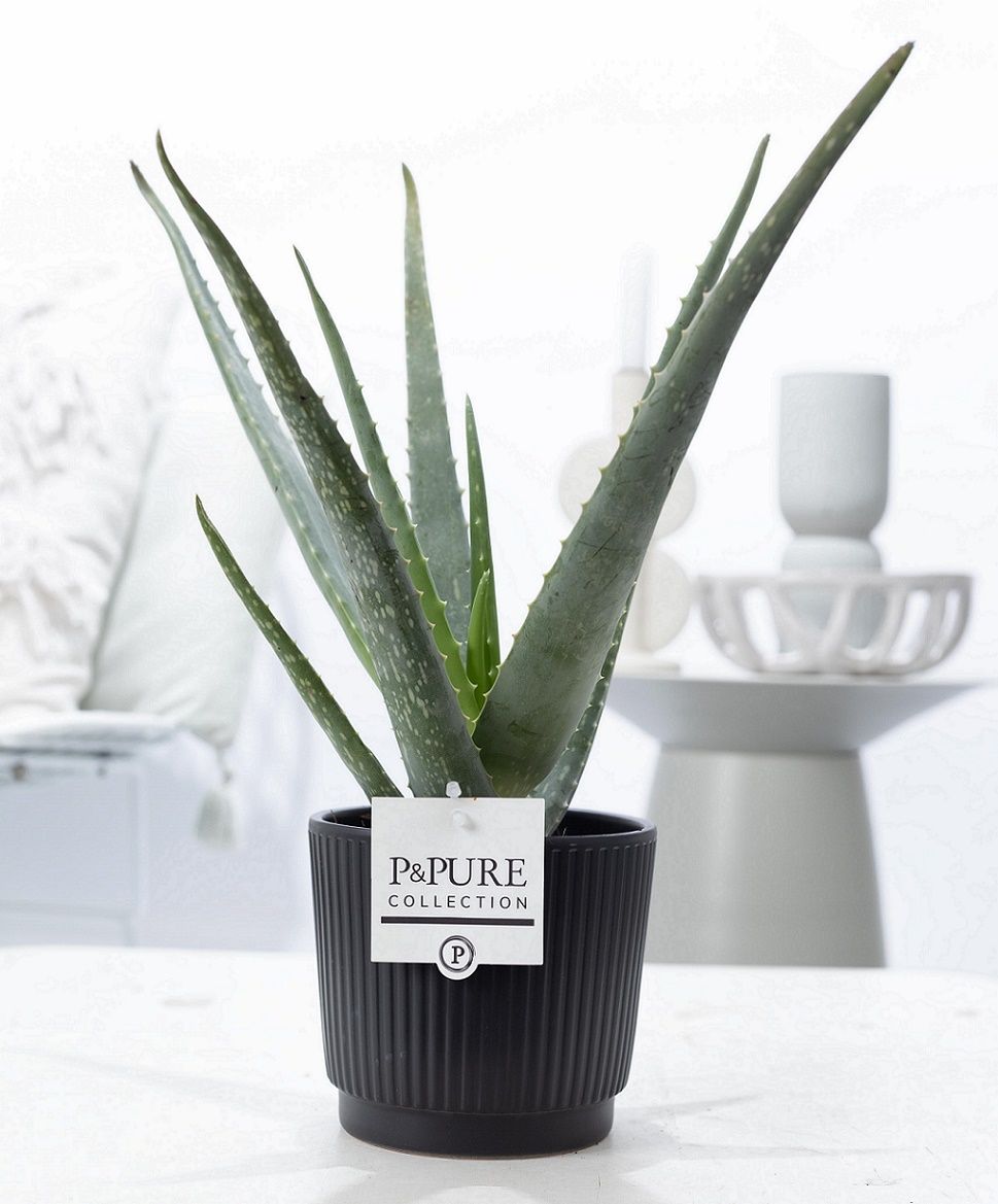 Aloe Vera in P&PURE Liv ceramics matt black, D 12