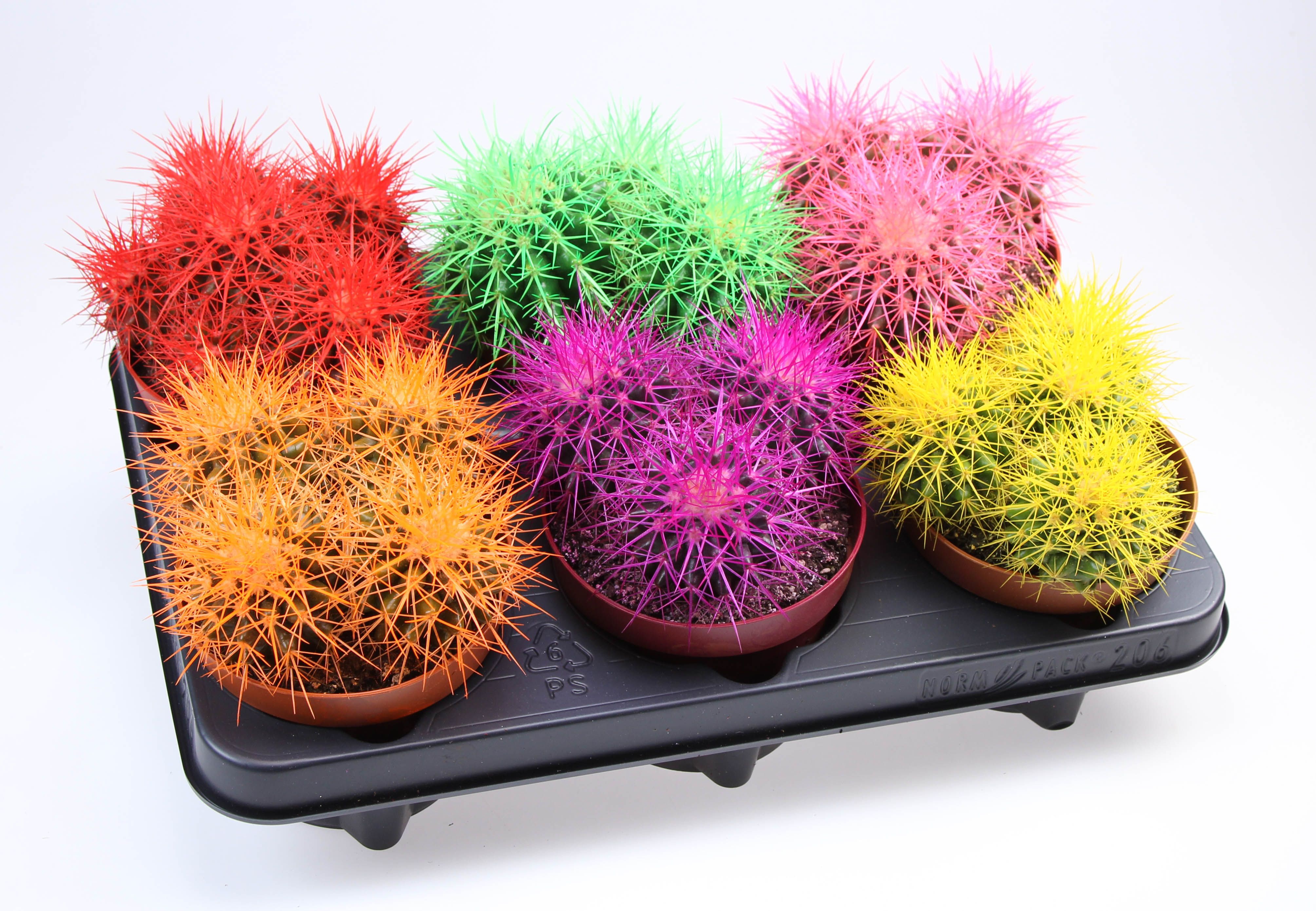 Grusonii rainbow dubbel, D 12