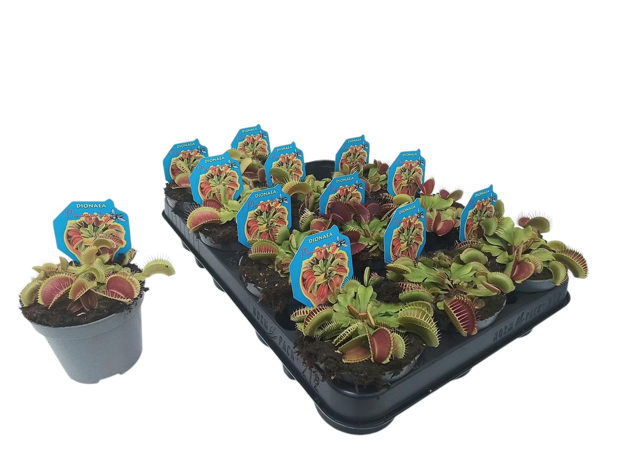 Dionaea muscipula, D 9