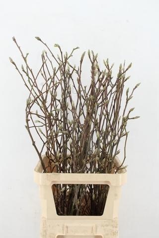 Магнолия Овериг 100, шт.