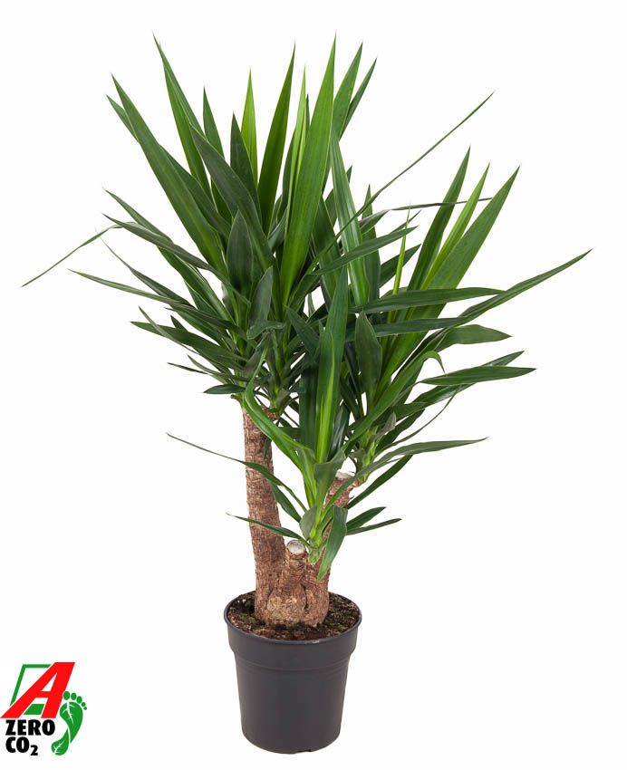 Yucca vertakt 3/4-arm P24-100, D 24