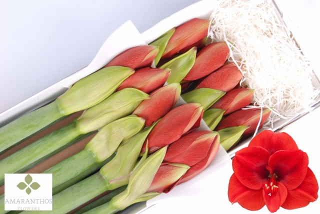 Амарилис Феррари (красн.) x10, шт.