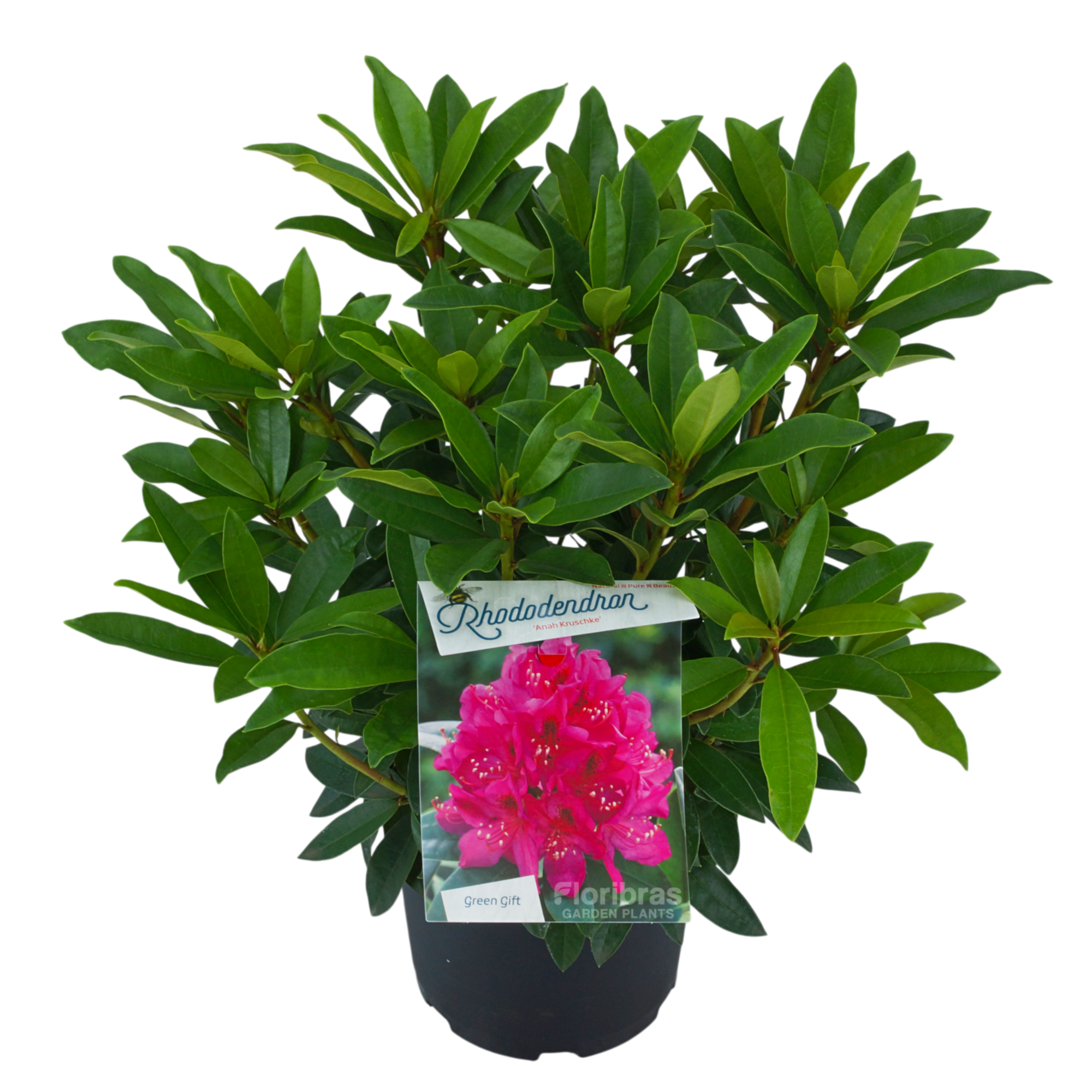 Rhodo. 'Anah Kruschke' pink/purple, D 23
