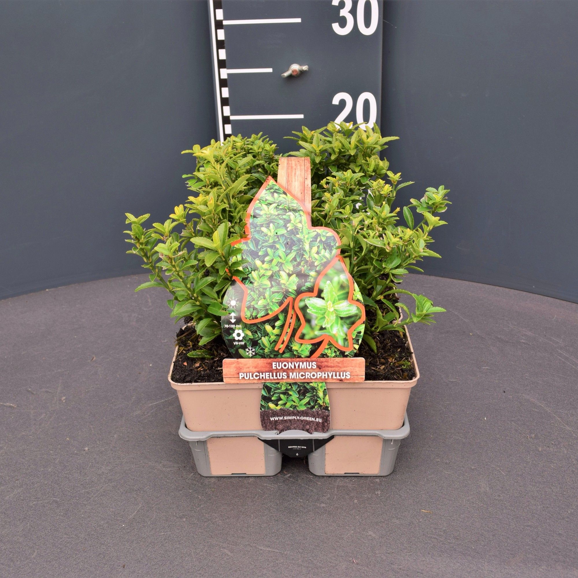 Euonymus japonicus 'Microphyllus' (6-pack), D 9