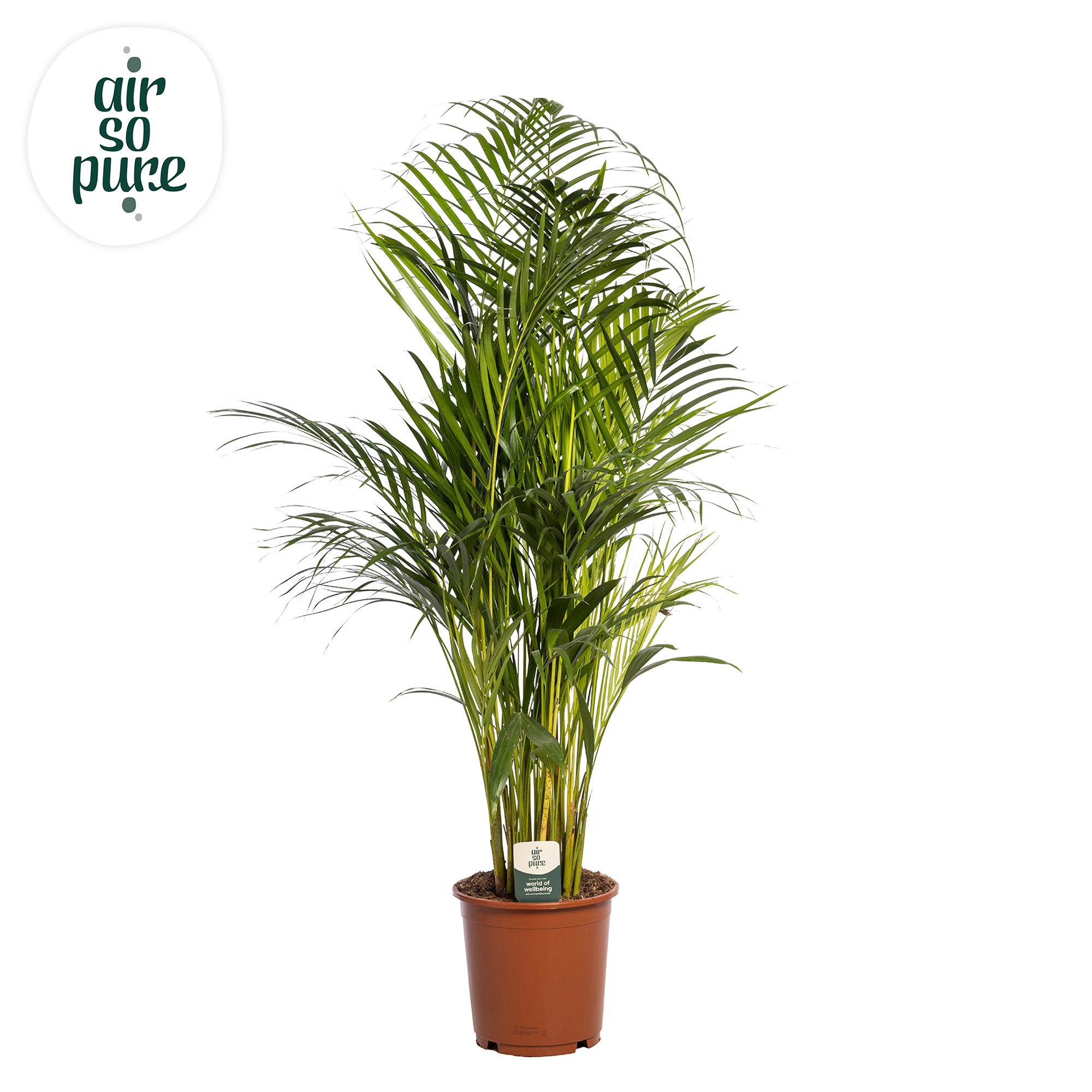 Dypsis Lutescens p24 (Areca), D 24