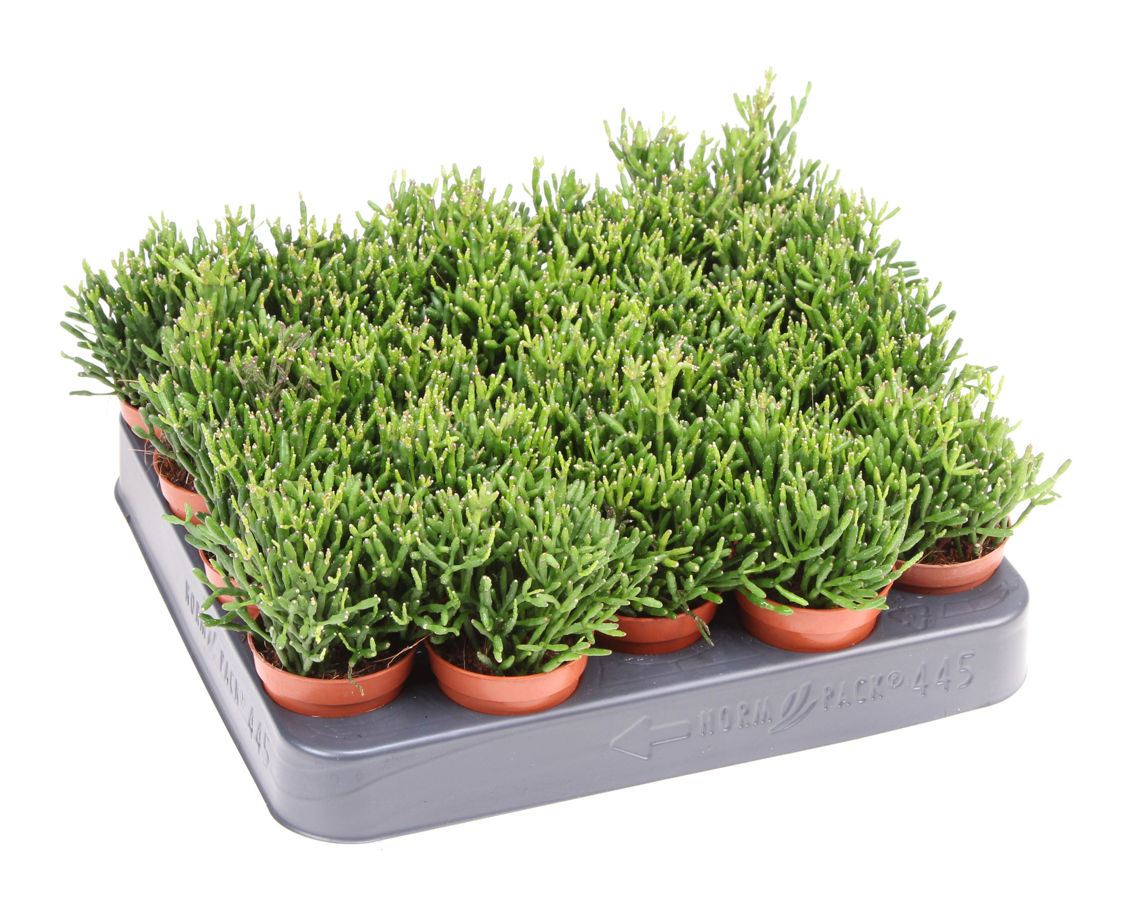 Rhipsalis baccifera hatiora, D 5,5