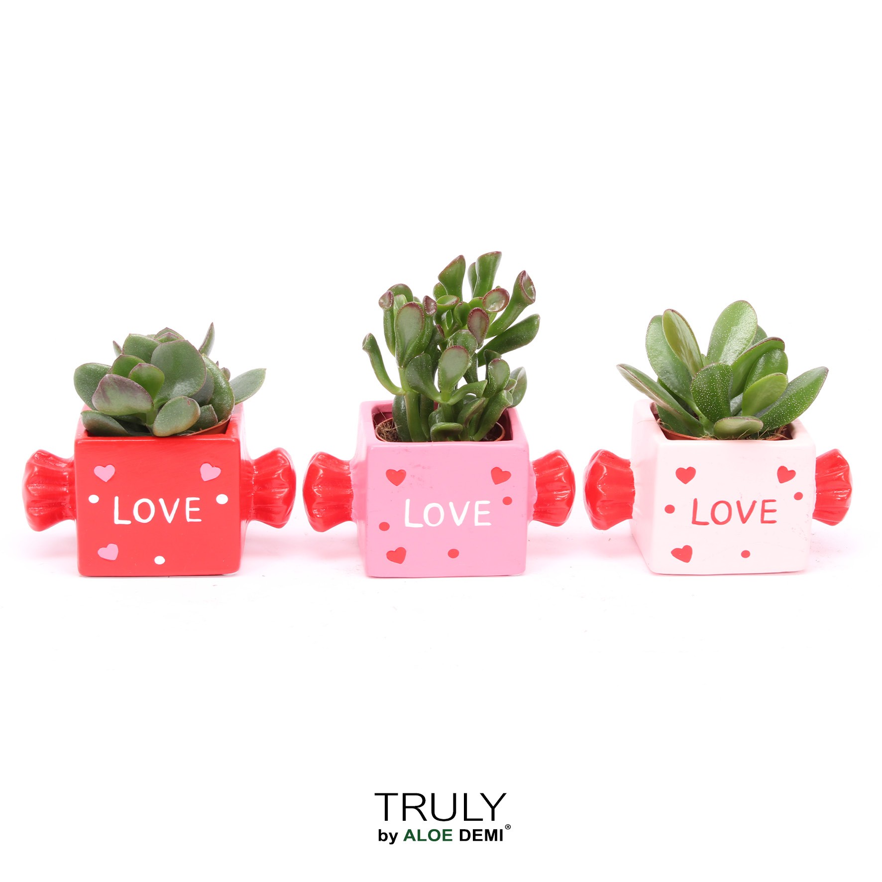 TRULY Crassula, Candy, D 11