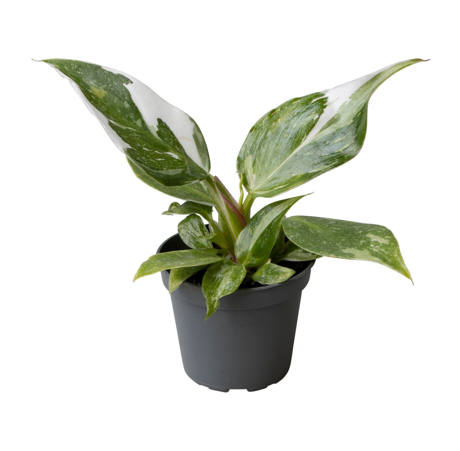 Philodendron White Princess, D 6
