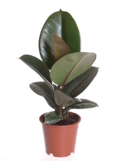 FICUS ELASTICA 'ROBUSTA', D 12
