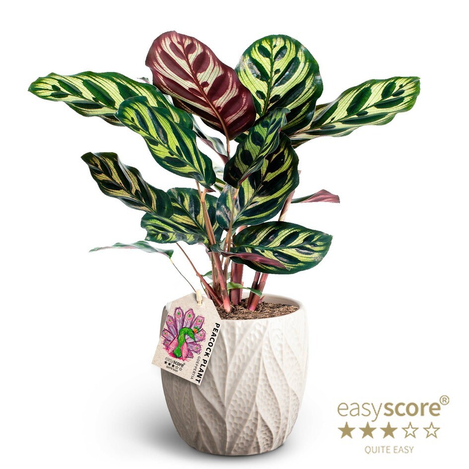 CALATHEA MAKOYANA 41110537 Leaf Sand Makoyana, D 12