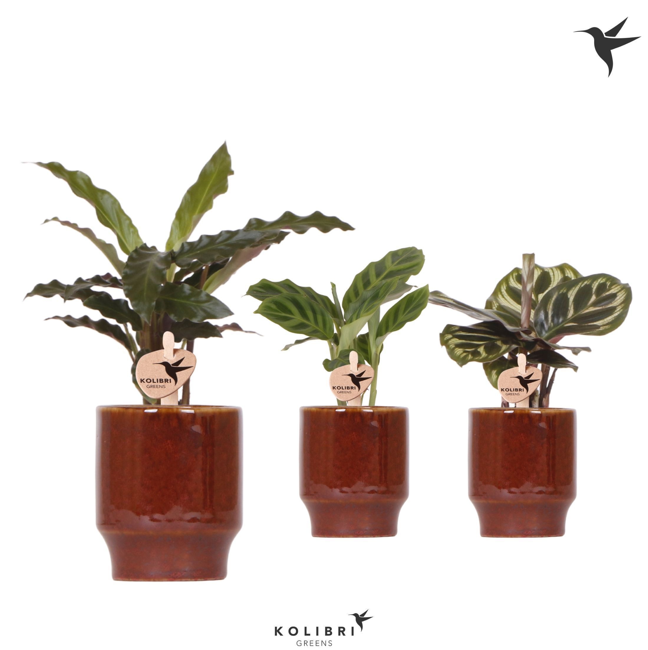 Kolibri Greens Calathea mix in Classy pot red, D 6