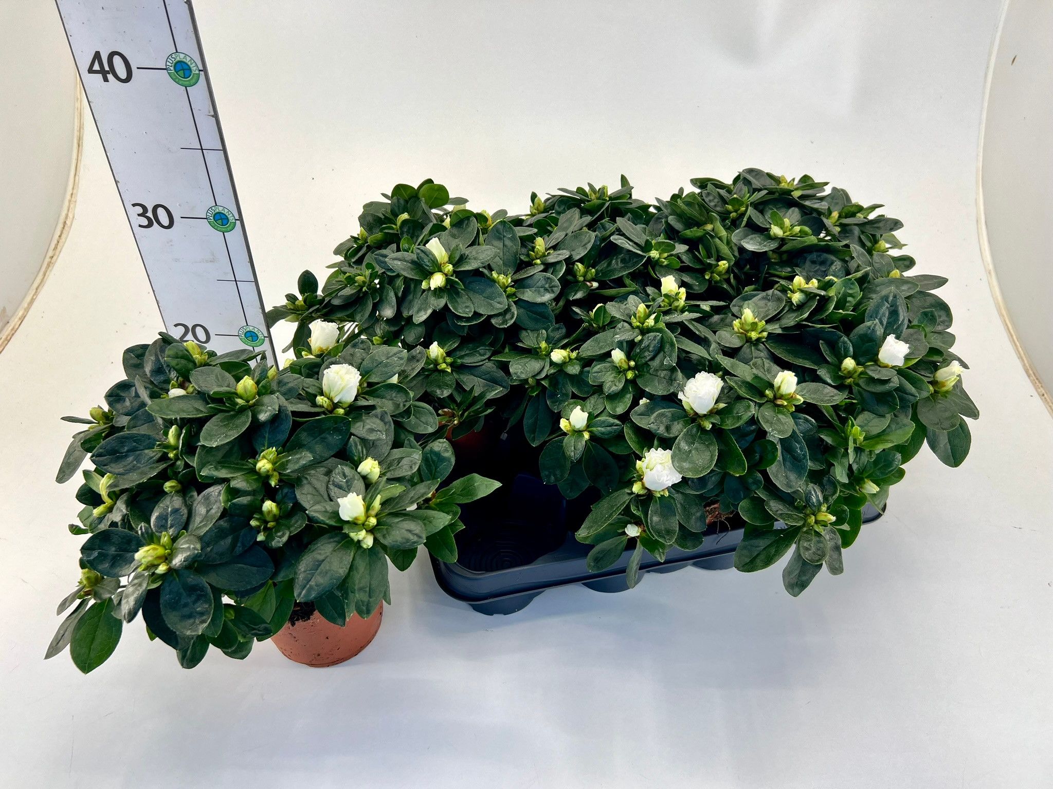 Rhododendron simsii T12 white, D 12