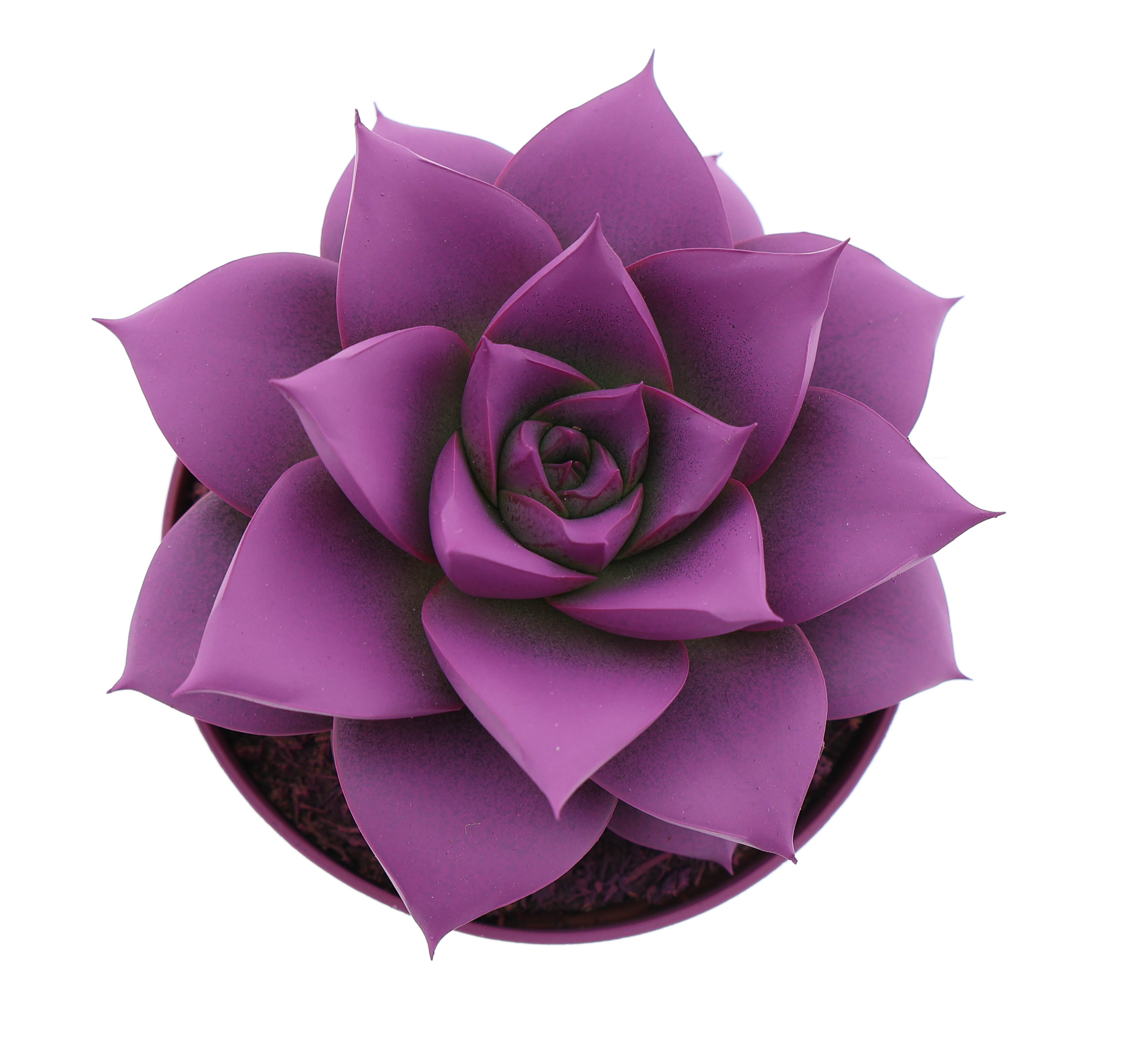 Rainbow purper fuchsia, D 8,5