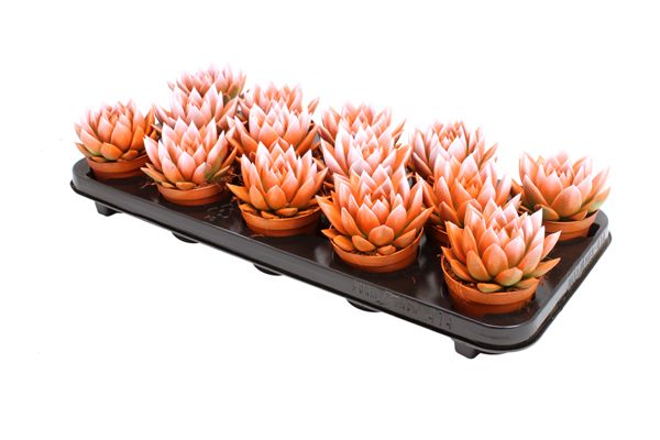 Miranda bicoloured orange/white, D 8,5