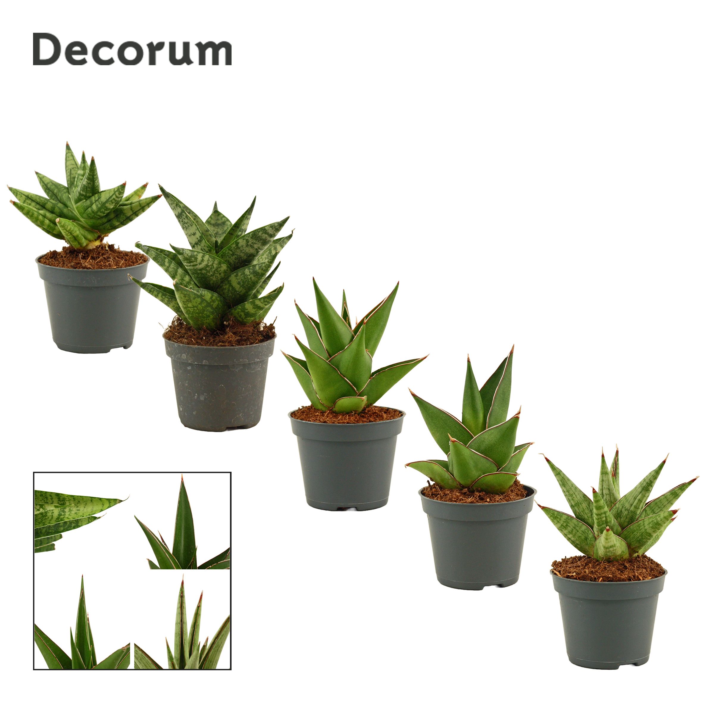 Sansevieria Crown Mix 6 cm (Decorum), D 6