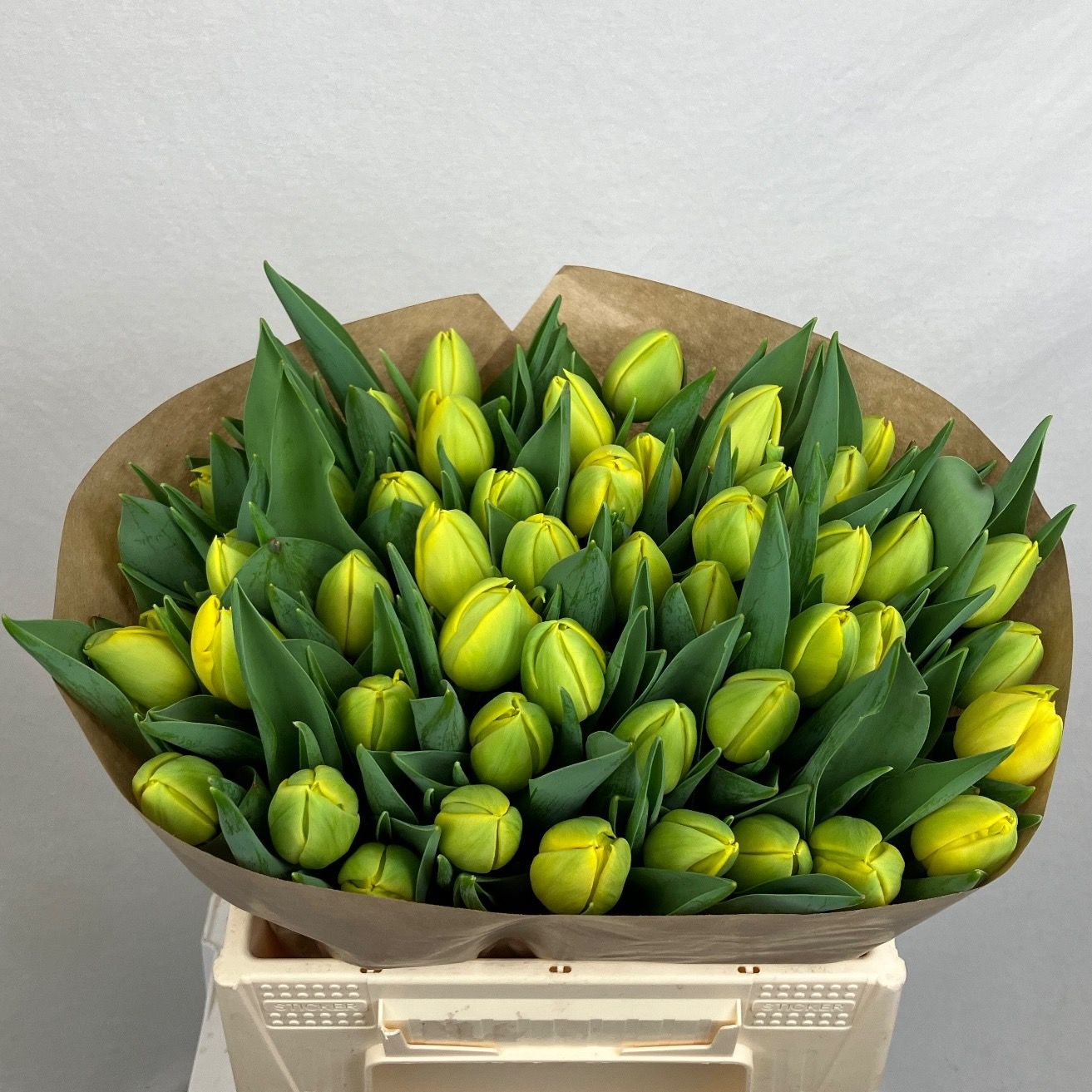 Тюльпан дв. Дабл Трабл, шт.