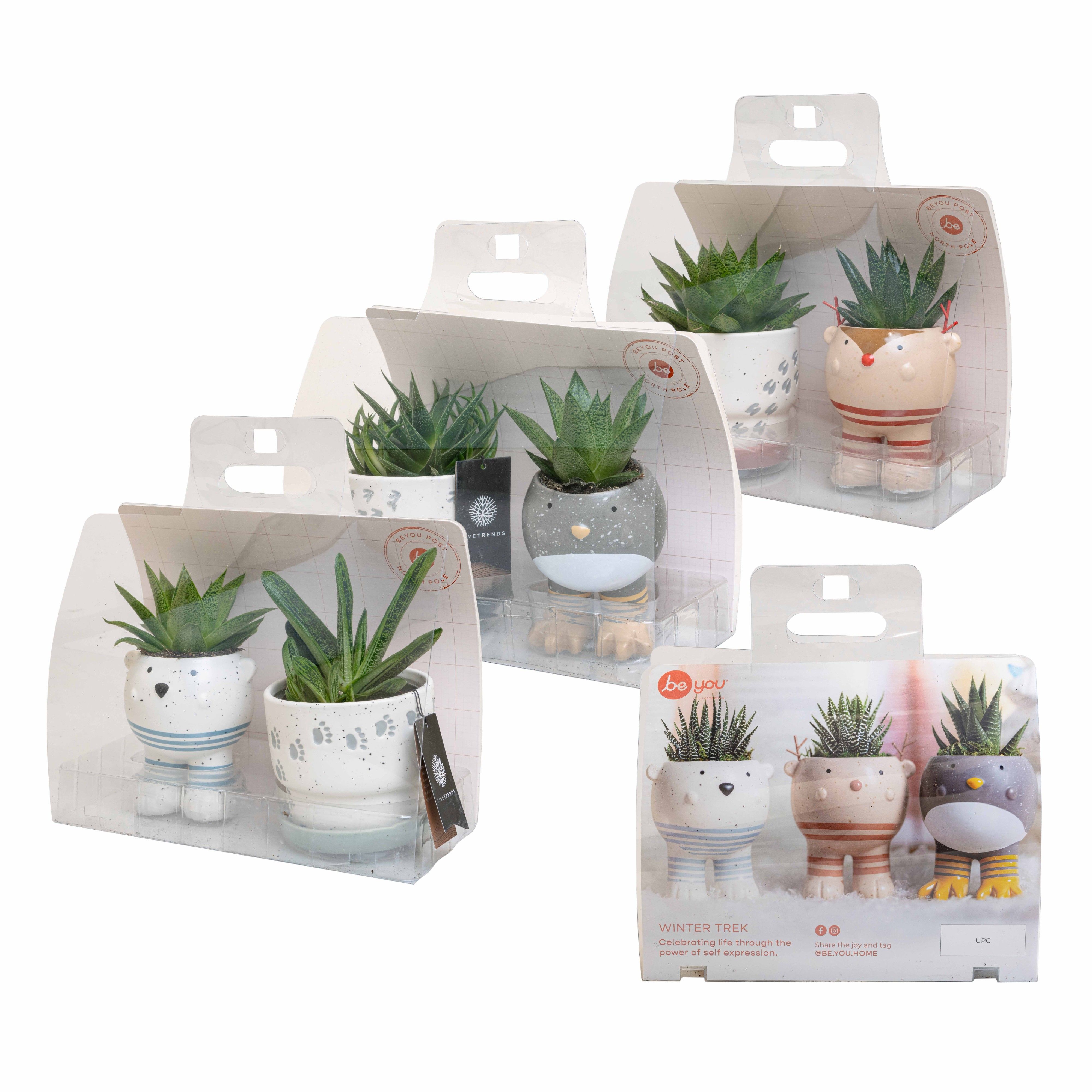 Winter Trek Giftbox with Succulent mix, D 6