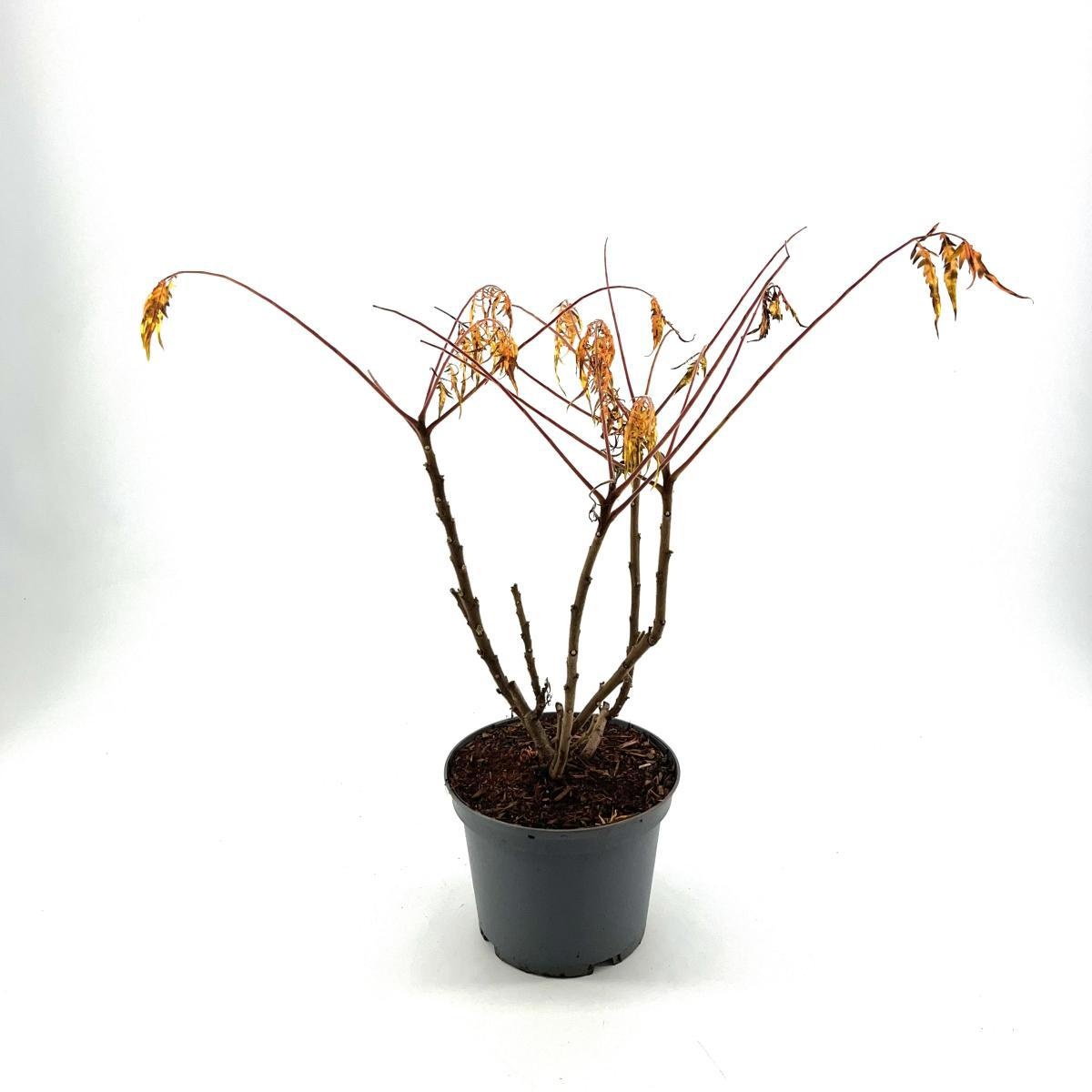 Rhus typhina Tiger Eyes, D 23